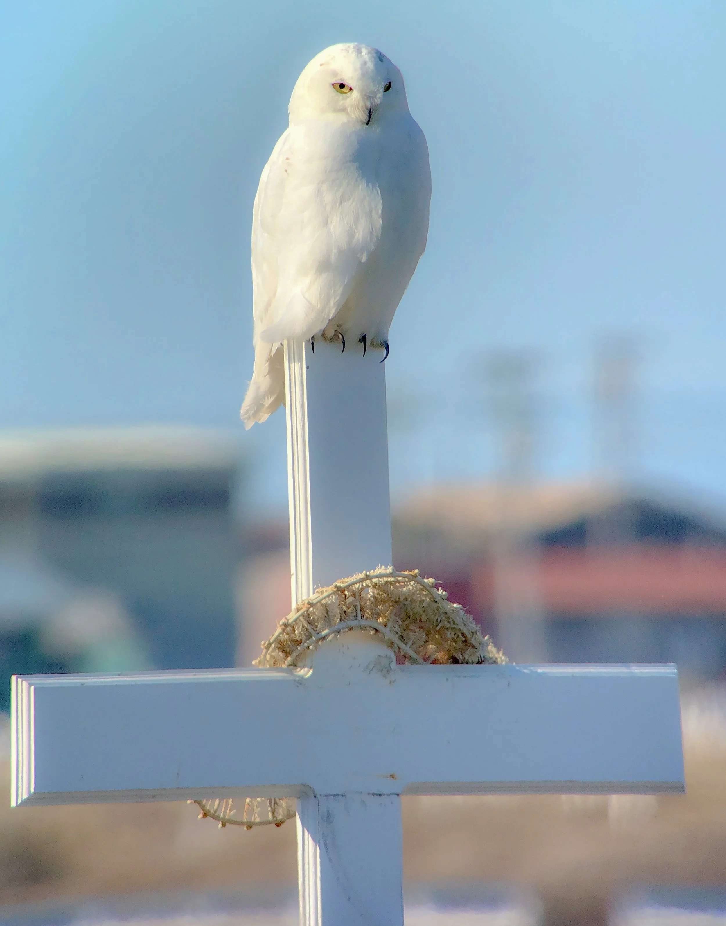 Snowy Owls on Breeding Territory