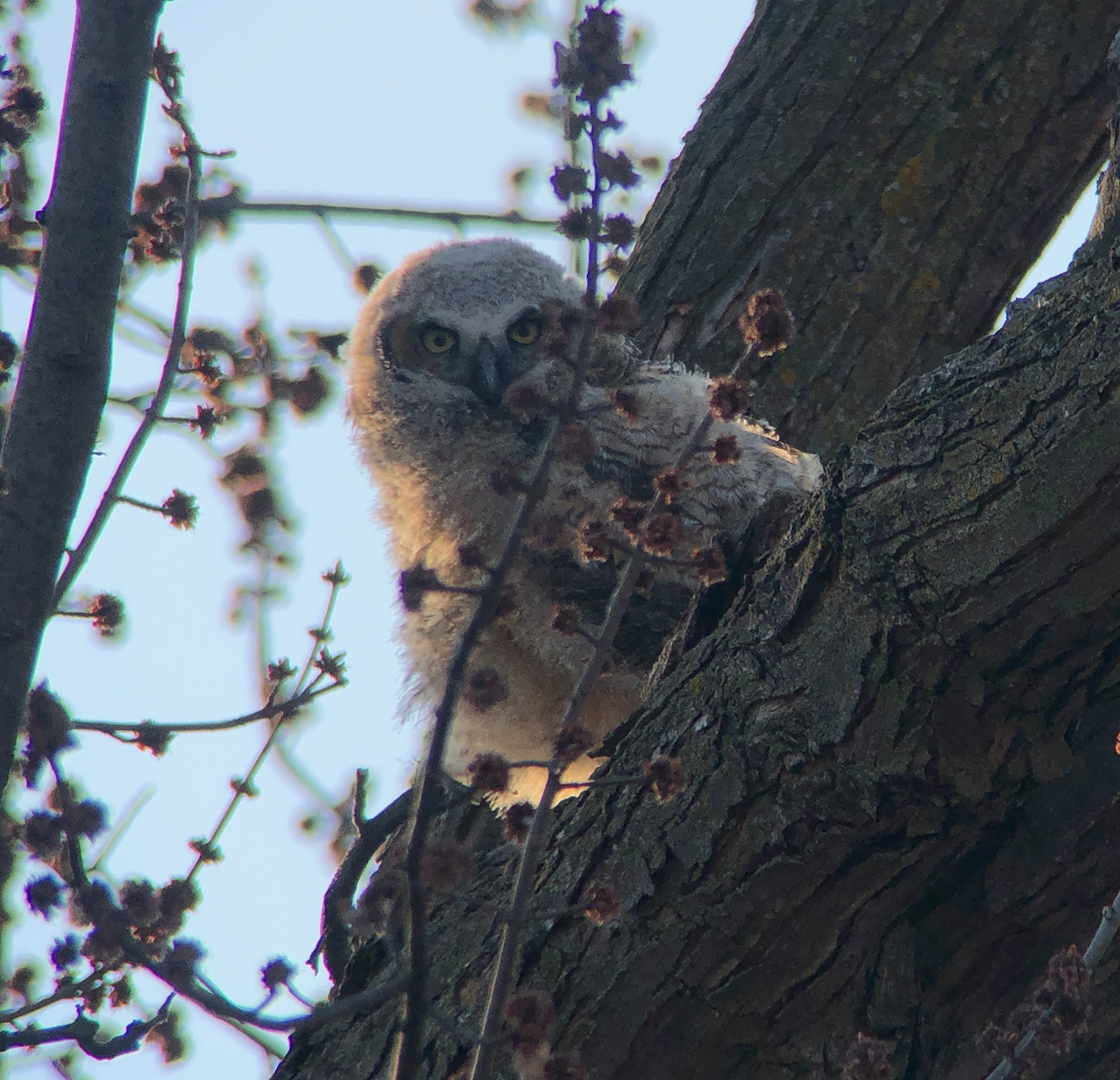 Should I Stop Feeding Birds Because of HPAI?