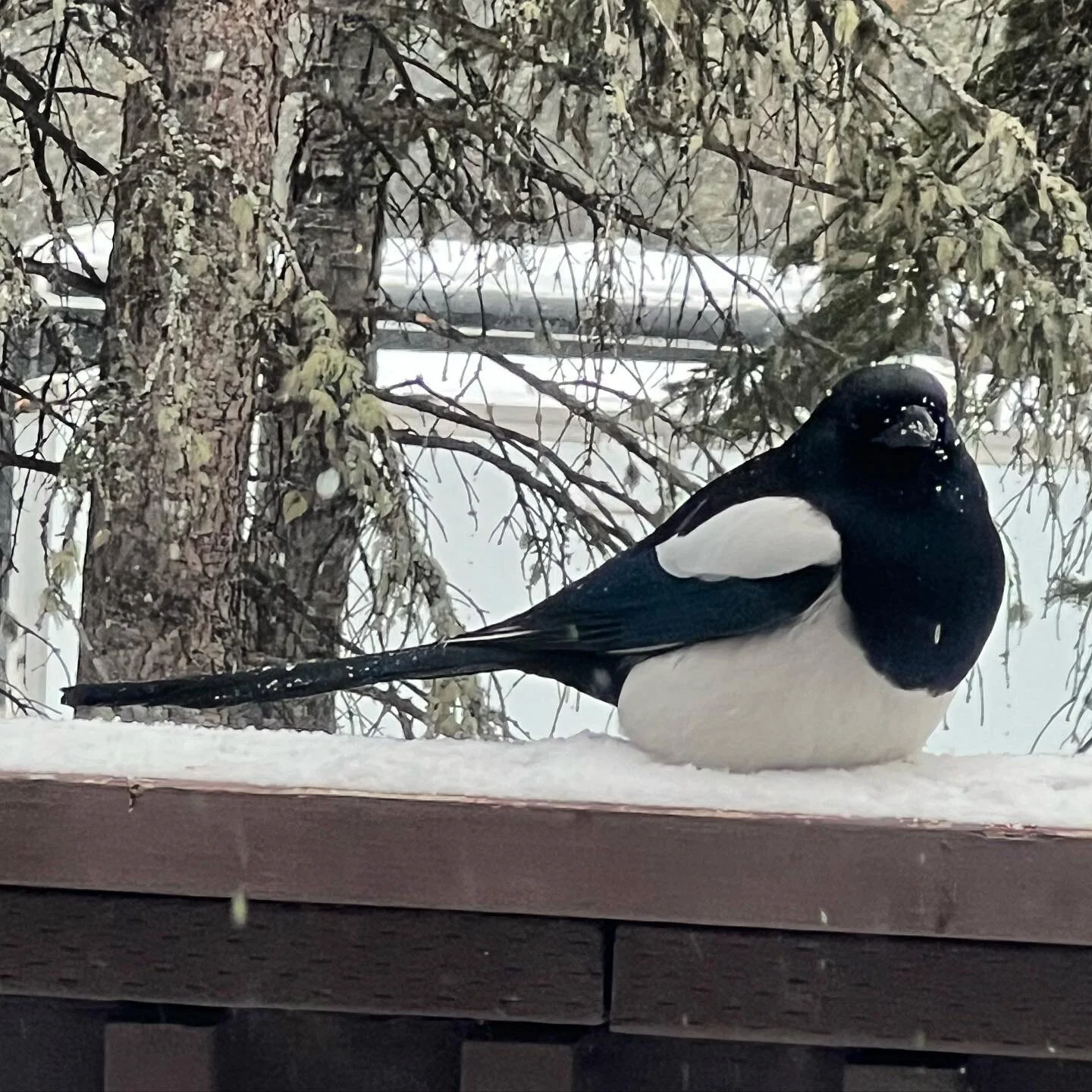 Chonk on the deck #AlaskaLife