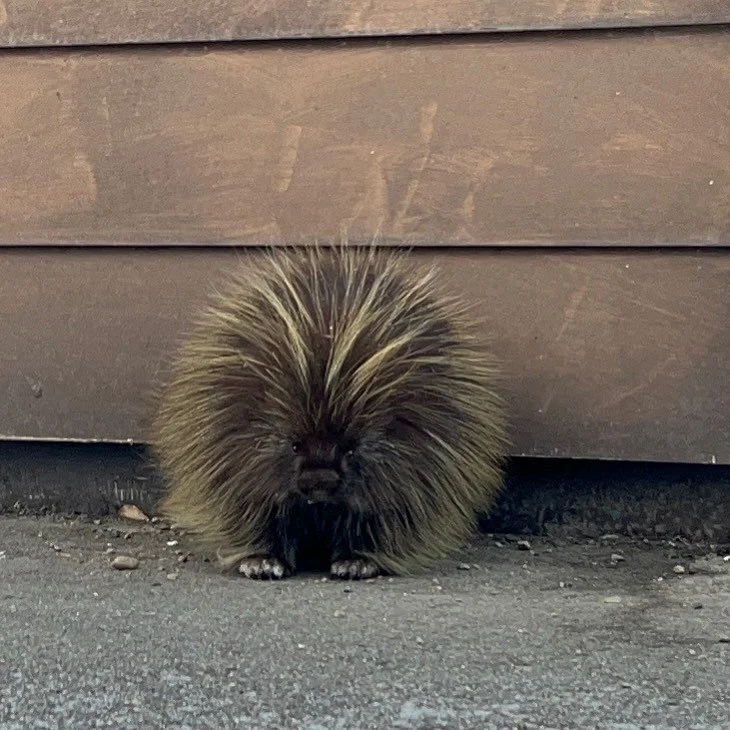 Stand off with a grumpy neighbor #AlaskaLife