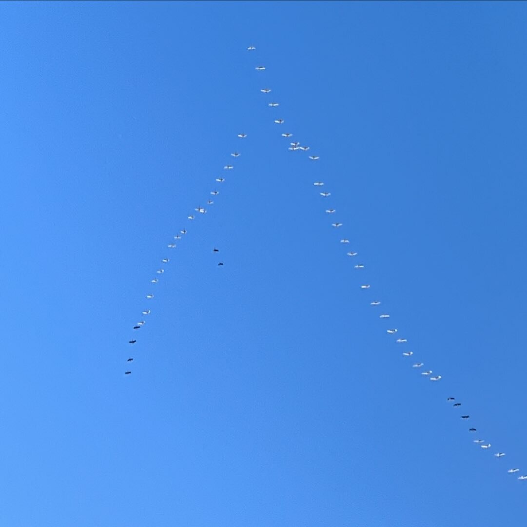 Tundra swans are on the move today. There are a few Canada geese mixed in with us flock. #migration