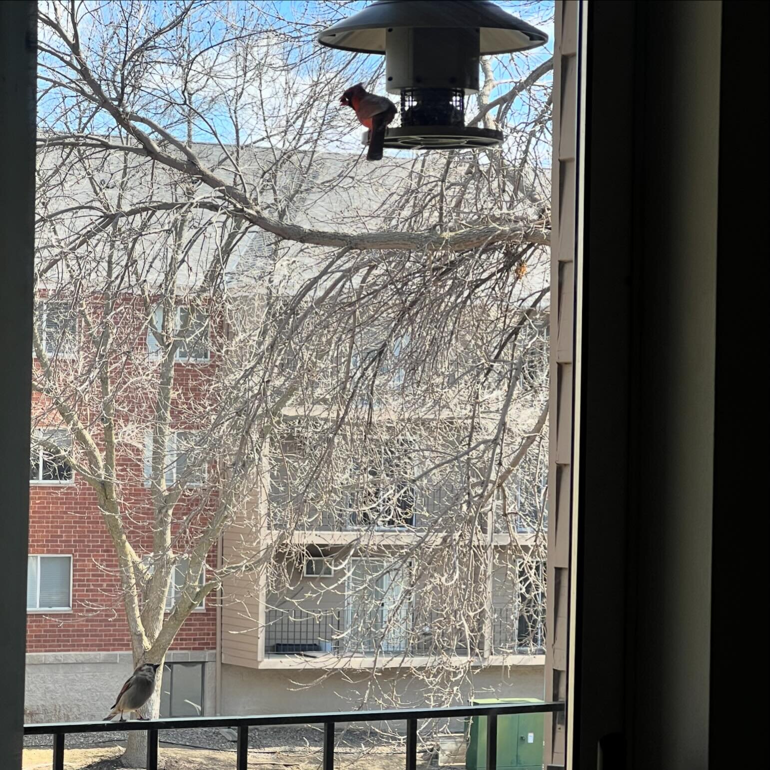 In less than 48 hours of putting it up in my new home I already have someone&rsquo;s dead relative at my feeder (Cardinal). Also auto feeders are the best for lazy people like me. As I was washing this feeder in my sink before I filled it and put it 