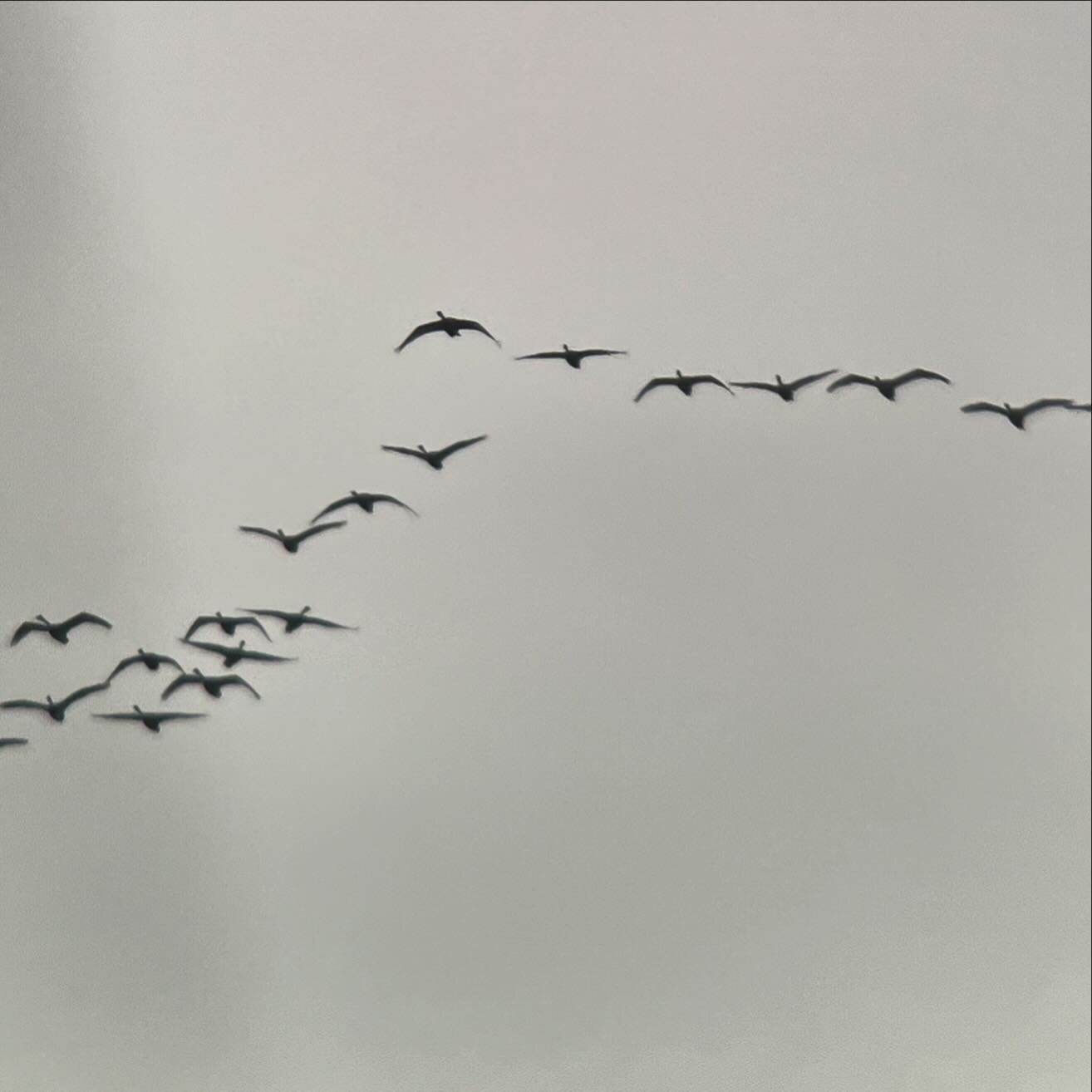 So many tundra swans flew over this morning.