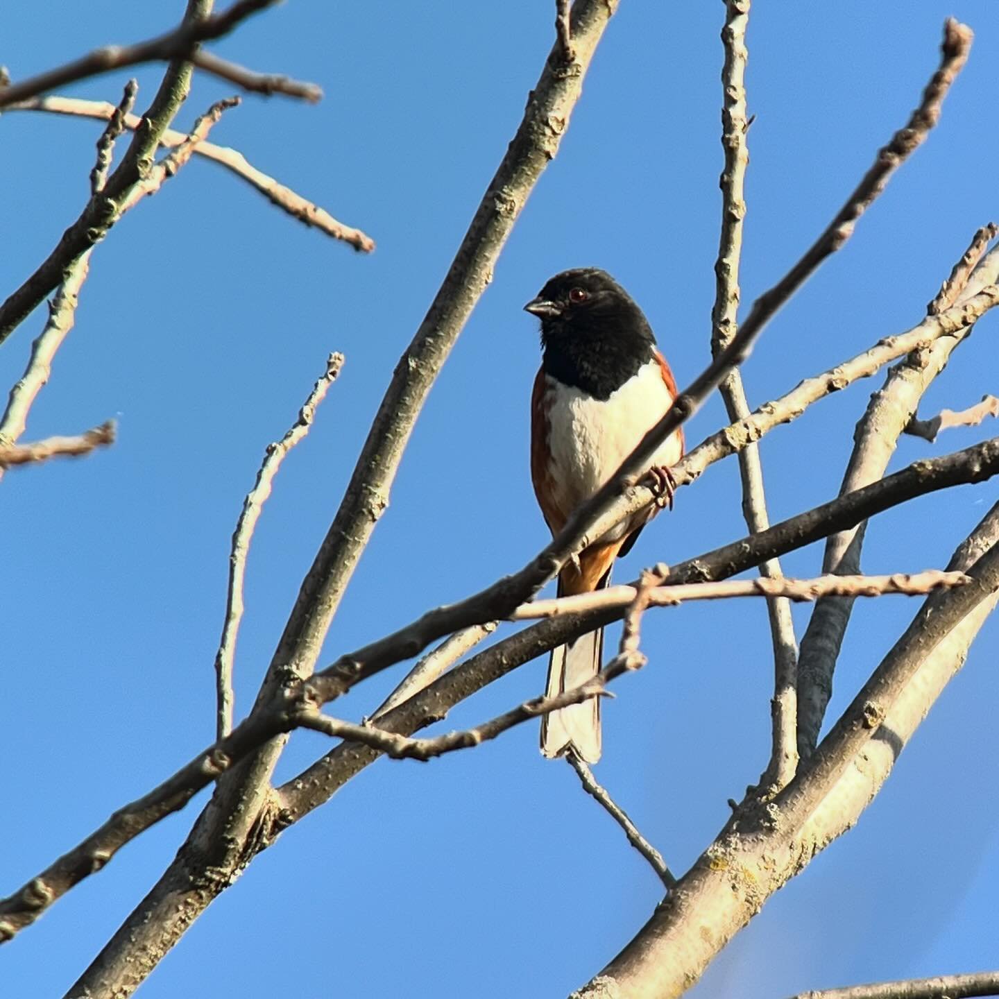 Enjoyed some spring birding in Ohio this morning. The skies look promising for this afternoon. #birding #phoneskope #ohio