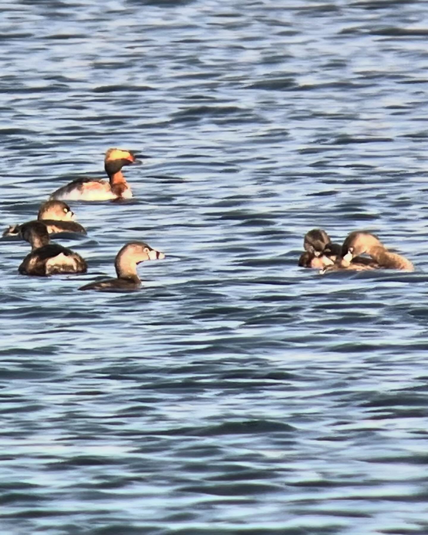 Had a great time doing some spring birding with a group at TS Roberts this morning. Managed to stay awake for in spite of a robin singing at 3:45 AM outside my bedroom window.