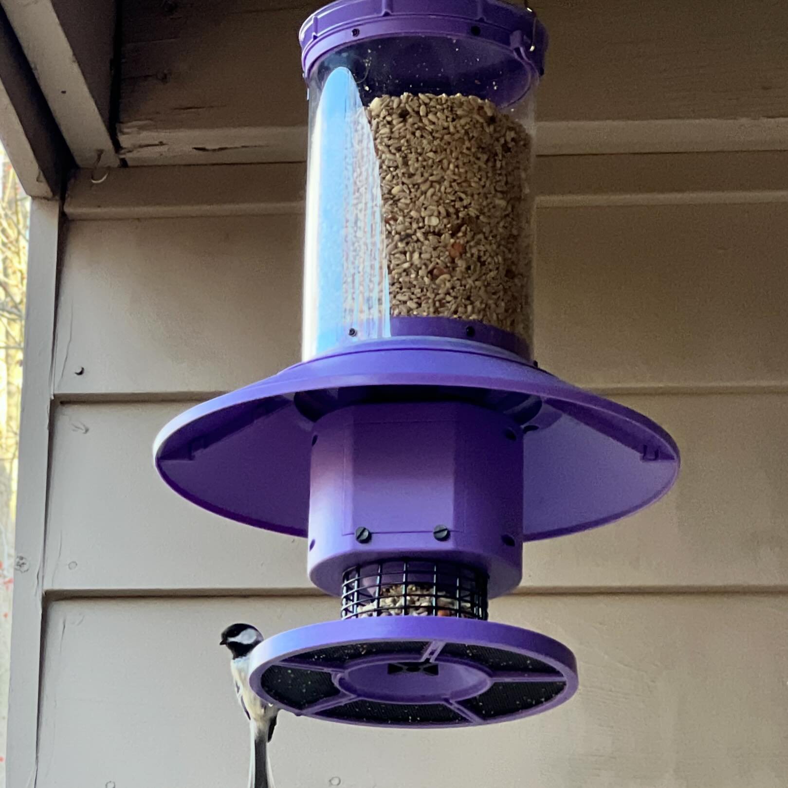 I love my bougie purple auto feeder from @wingscapes. Four times a day it deposits food out onto the tray. This not only indulges my laziness but also keeps the house sparrows from just eating it until the feeder is empty. It gives all the other bird