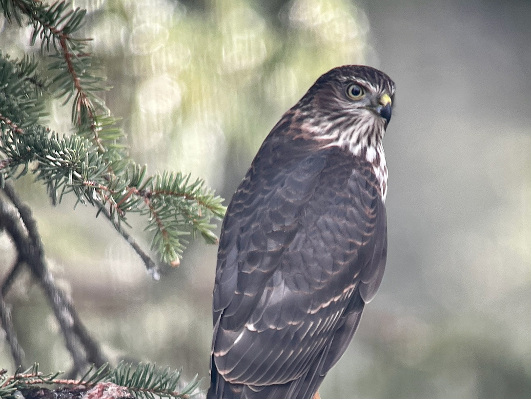 Carpenter Nature Center Hawk Count