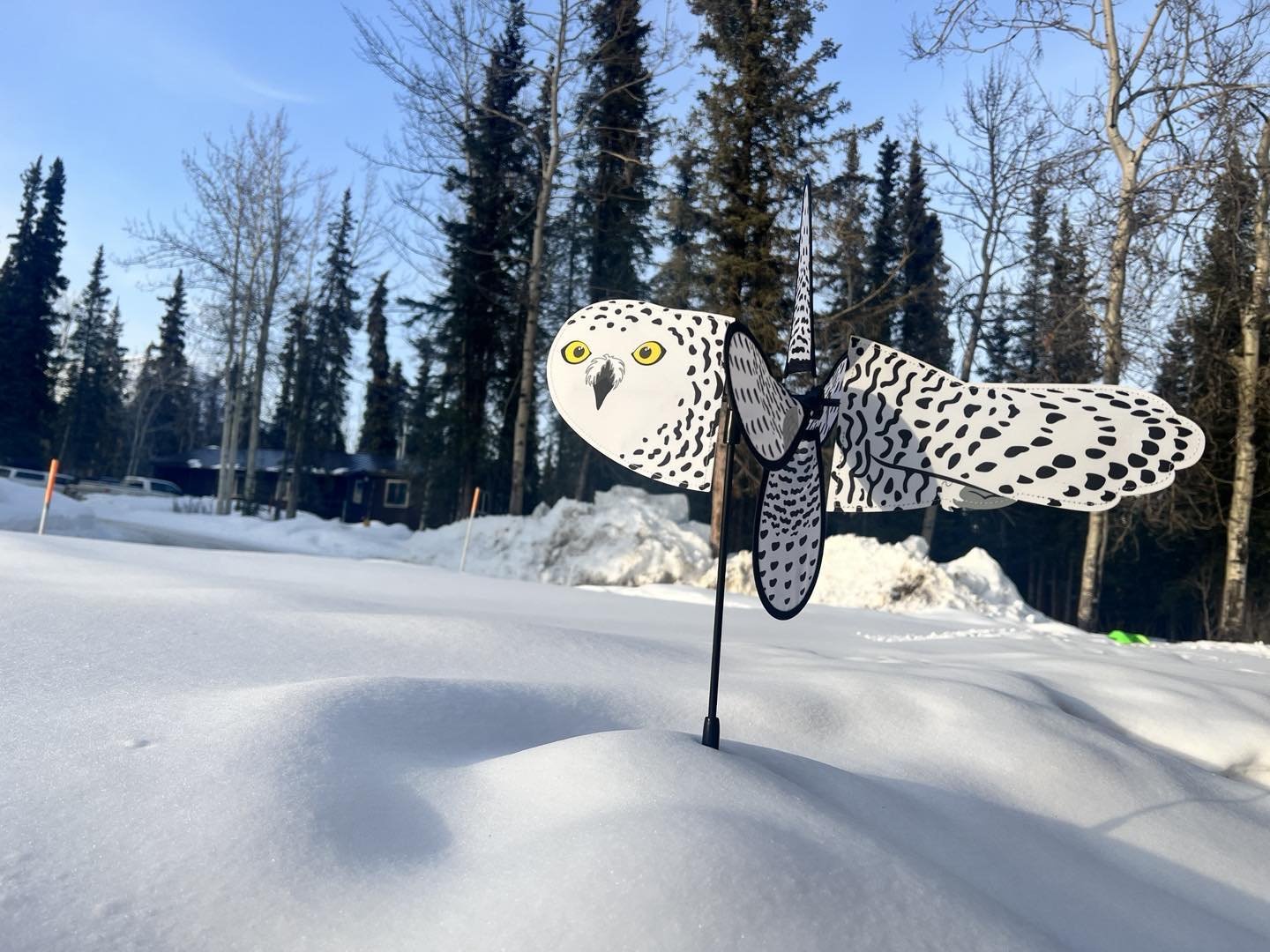 Rumor has it I will be on MPR with Cathy Wurzer at 8:30 am talking about snowy owls.
