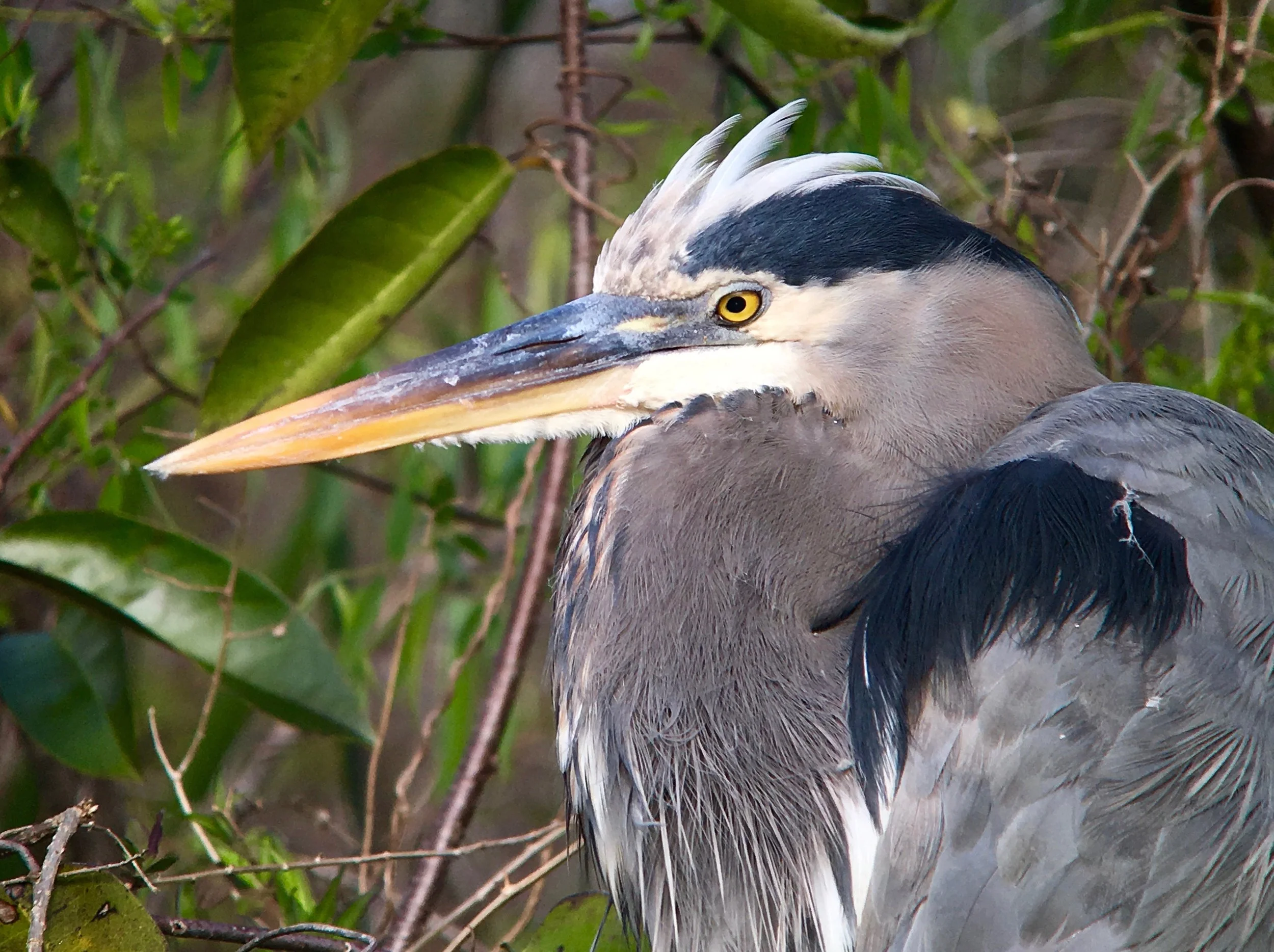 Birds on the Mississippi