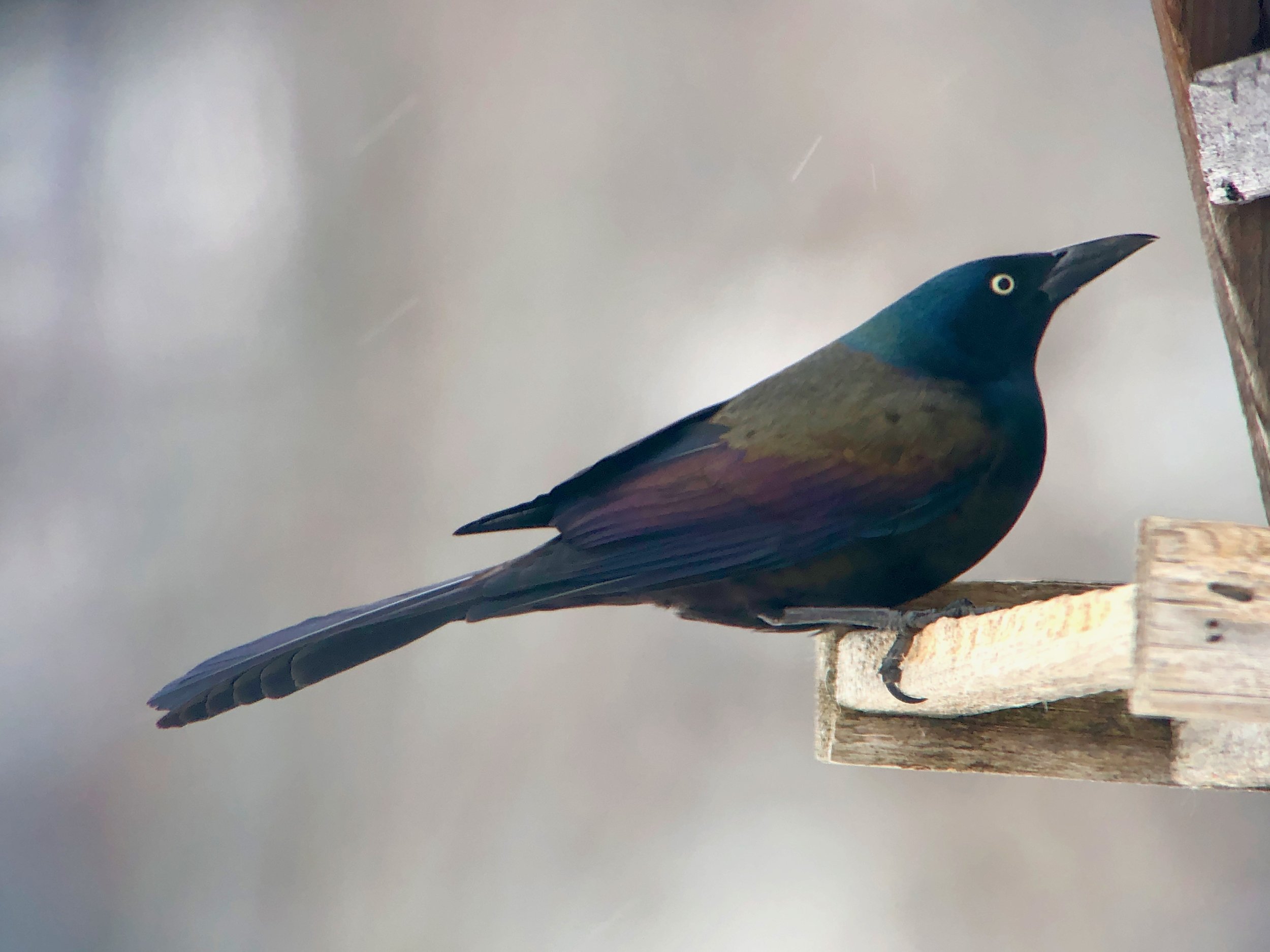 Dealing With Grackles At The Feeder