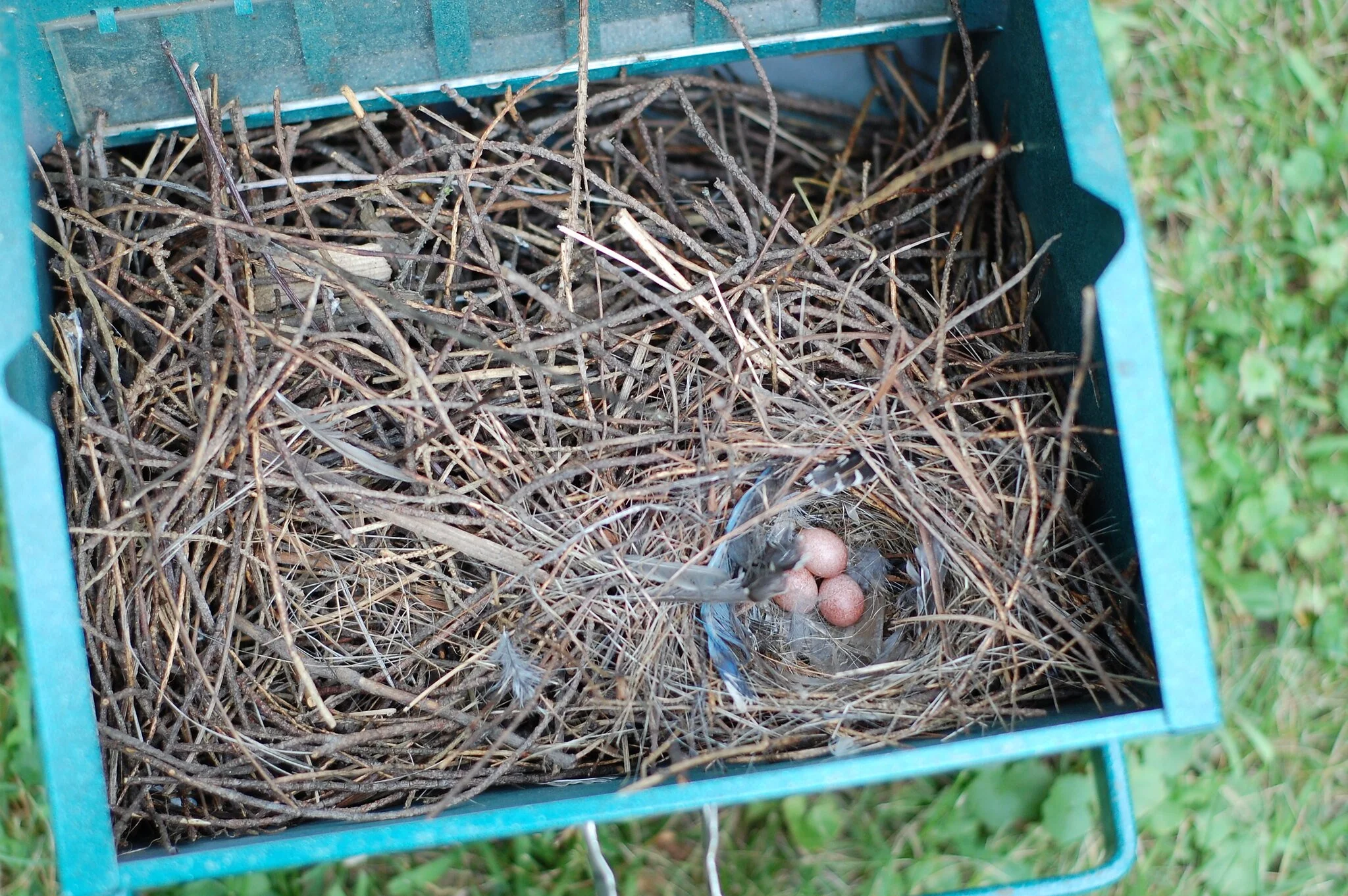 Houses for House Wrens