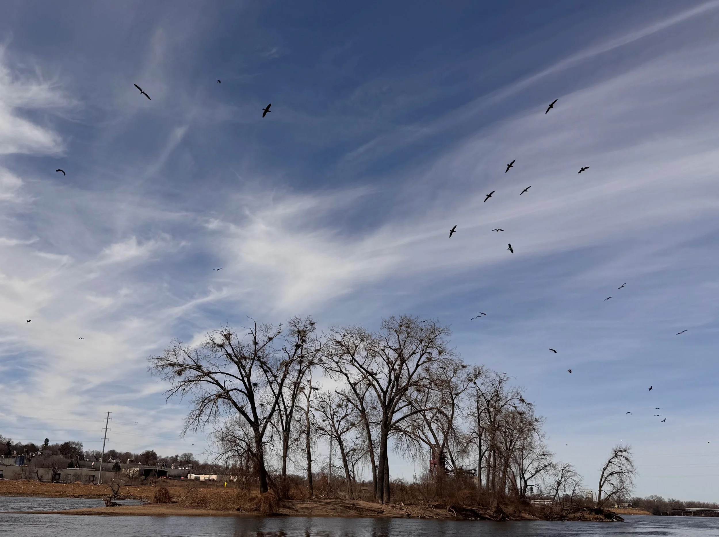 North Minneapolis Heron Rookery Turmoil