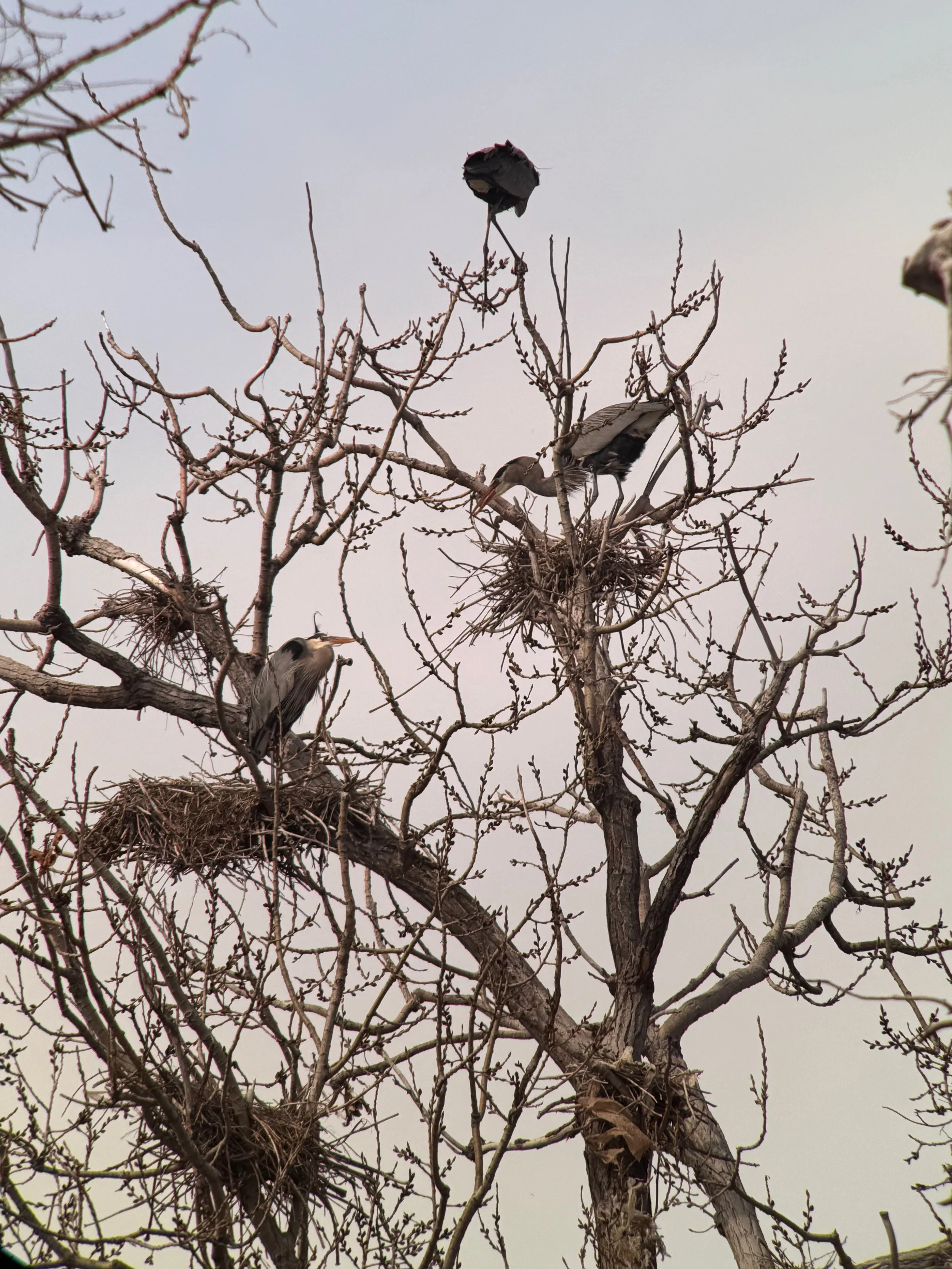 Image of herons perched in trees building nests.