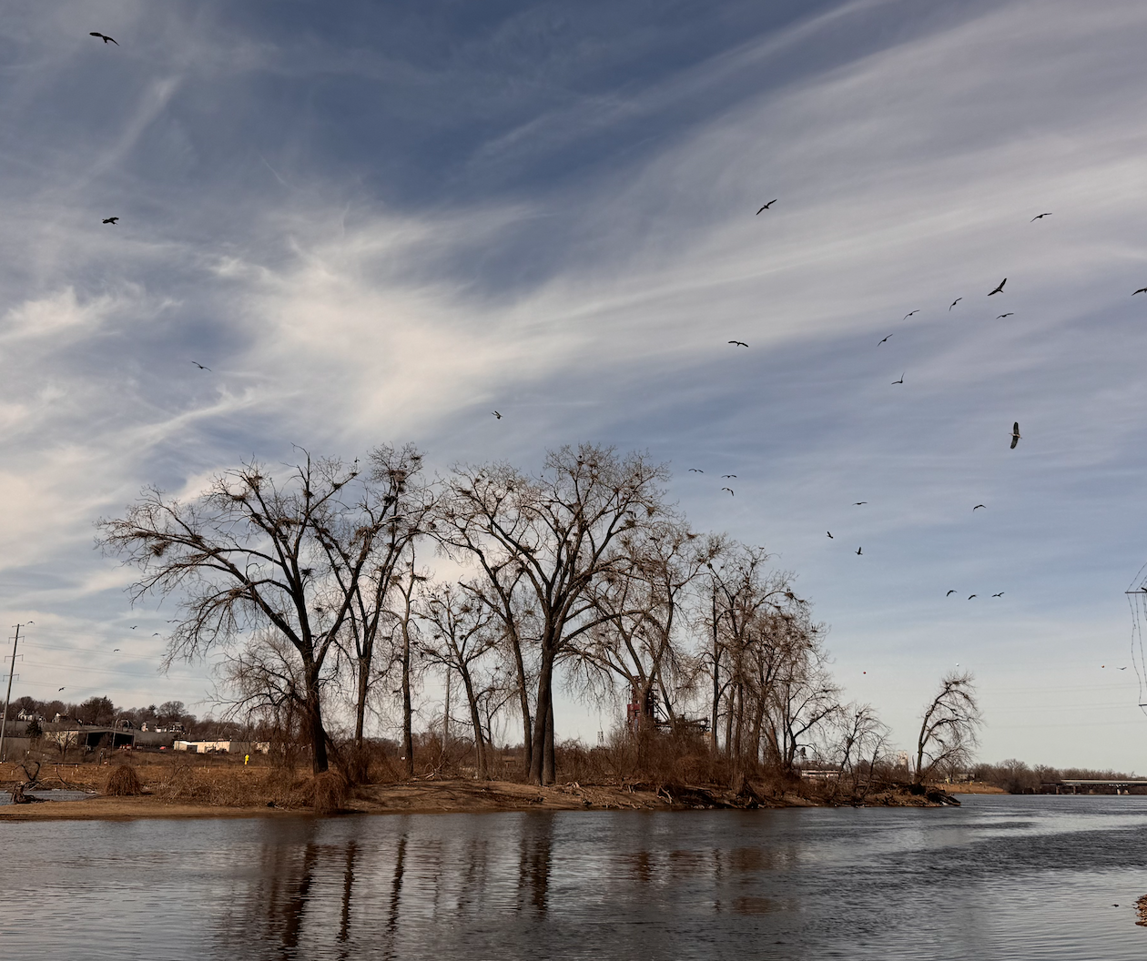 Island covered in tall cottonwoods without any leaves revealing hundreds of nests wild large bird fly around the island.