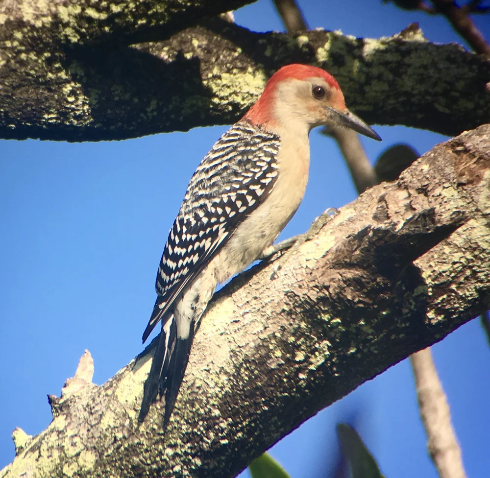 Red-bellied Woodpeckers used to be called "Chad"