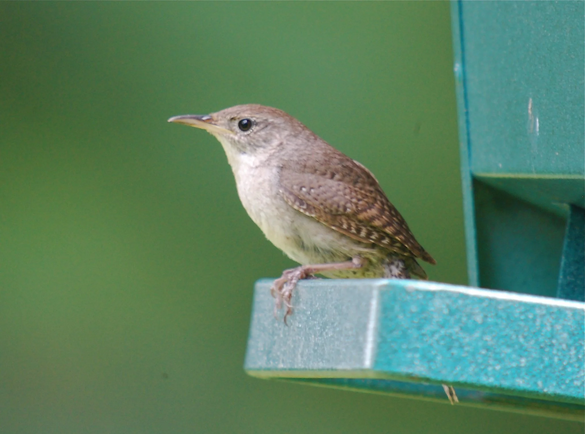 Small brown bird perched on green bird feeder.