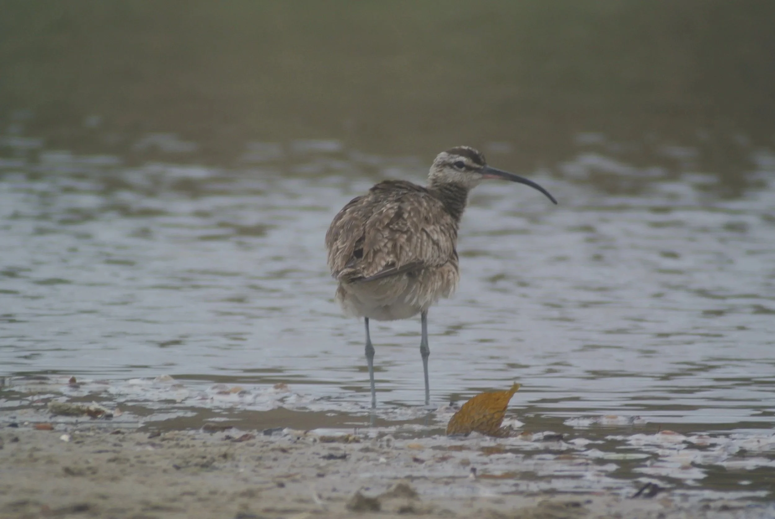 Whimbrel wading on the shore of a large body of water.