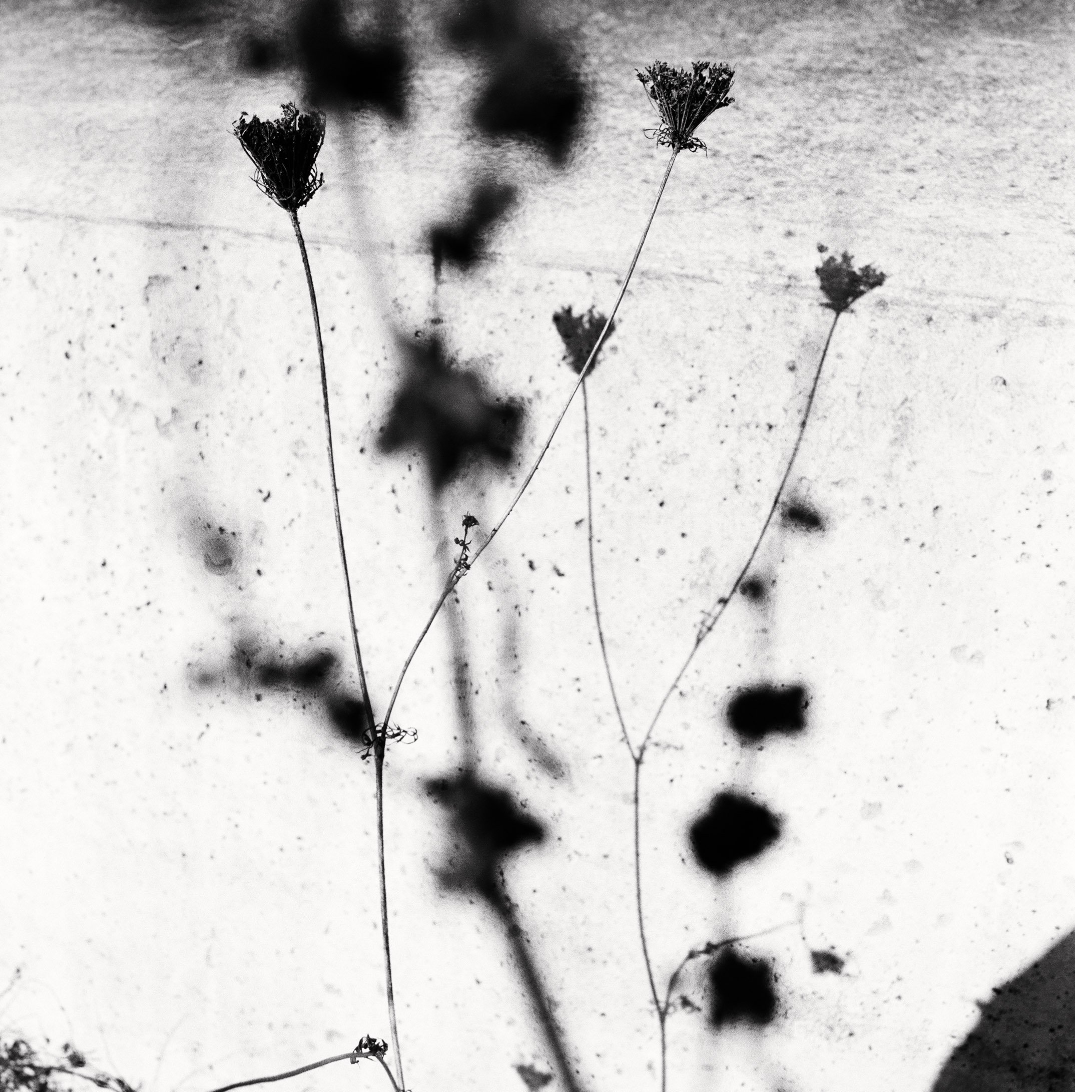 11. 000007720007 copy.jpg
