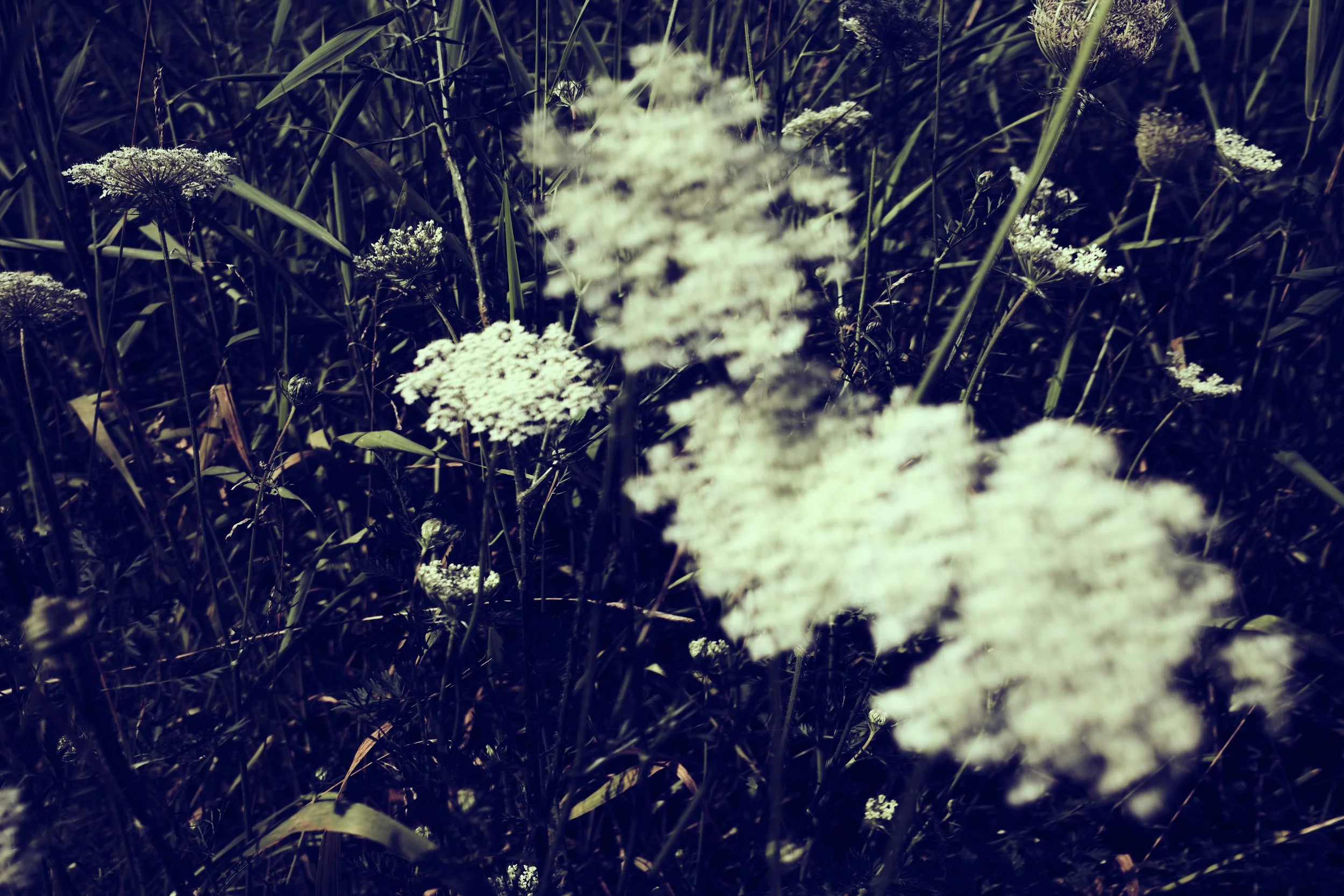 DSCF1239 4.jpg