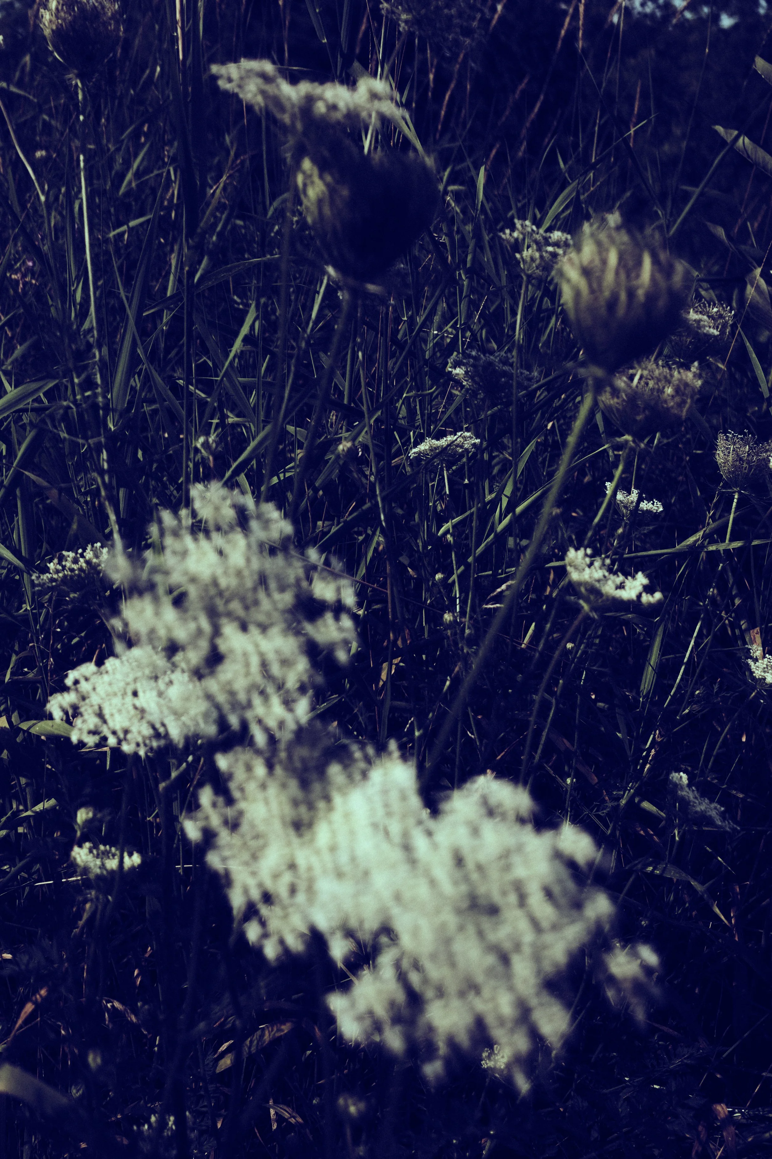DSCF1240 2.jpg