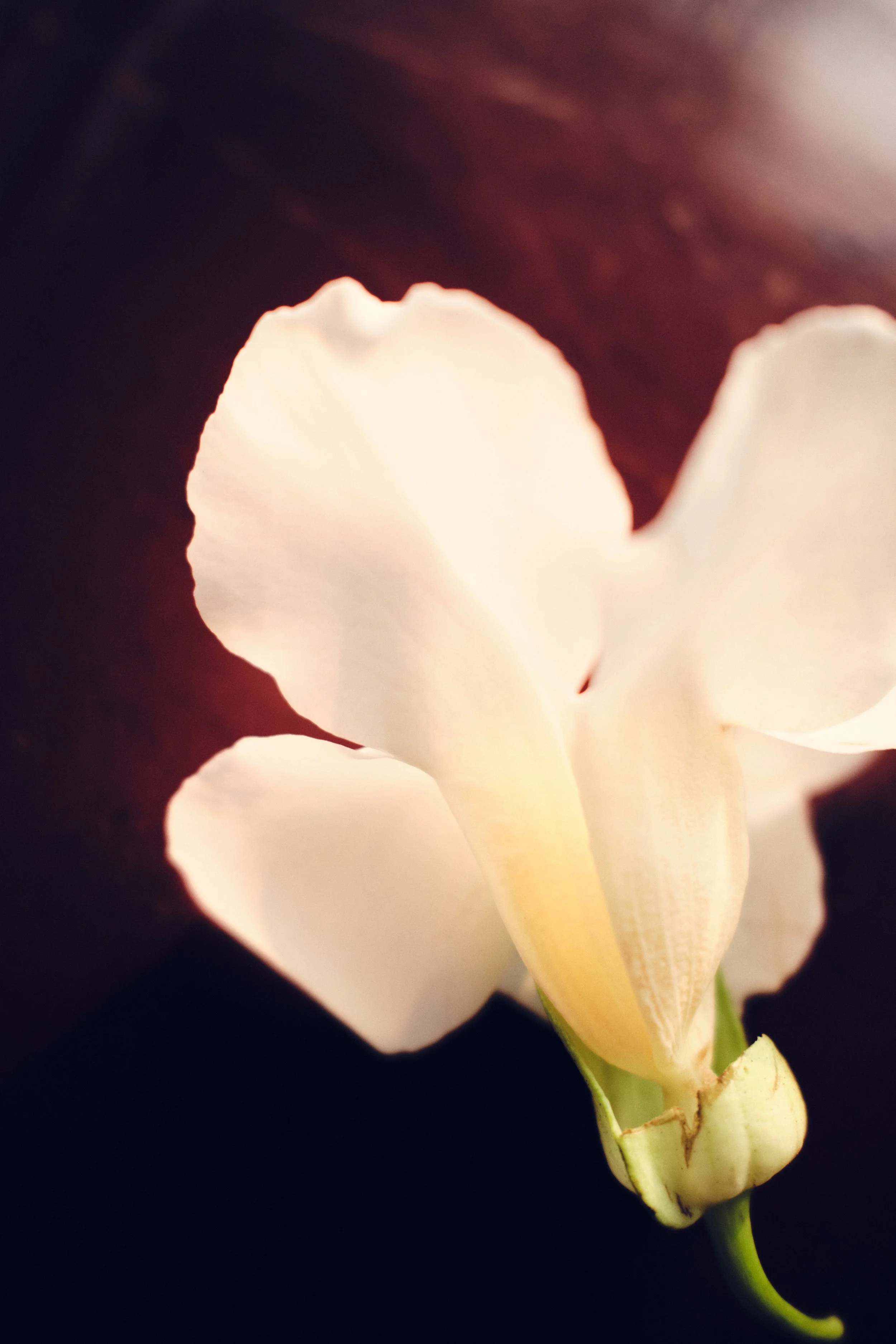 DSCF1193 1.JPG