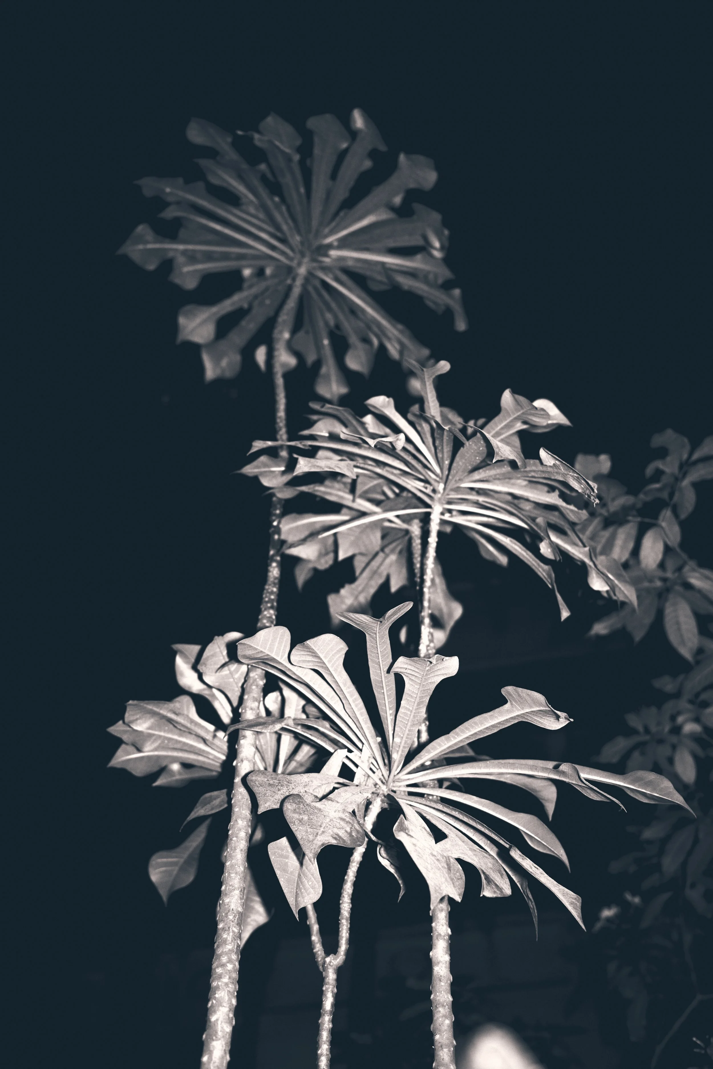 DSCF6242.jpg