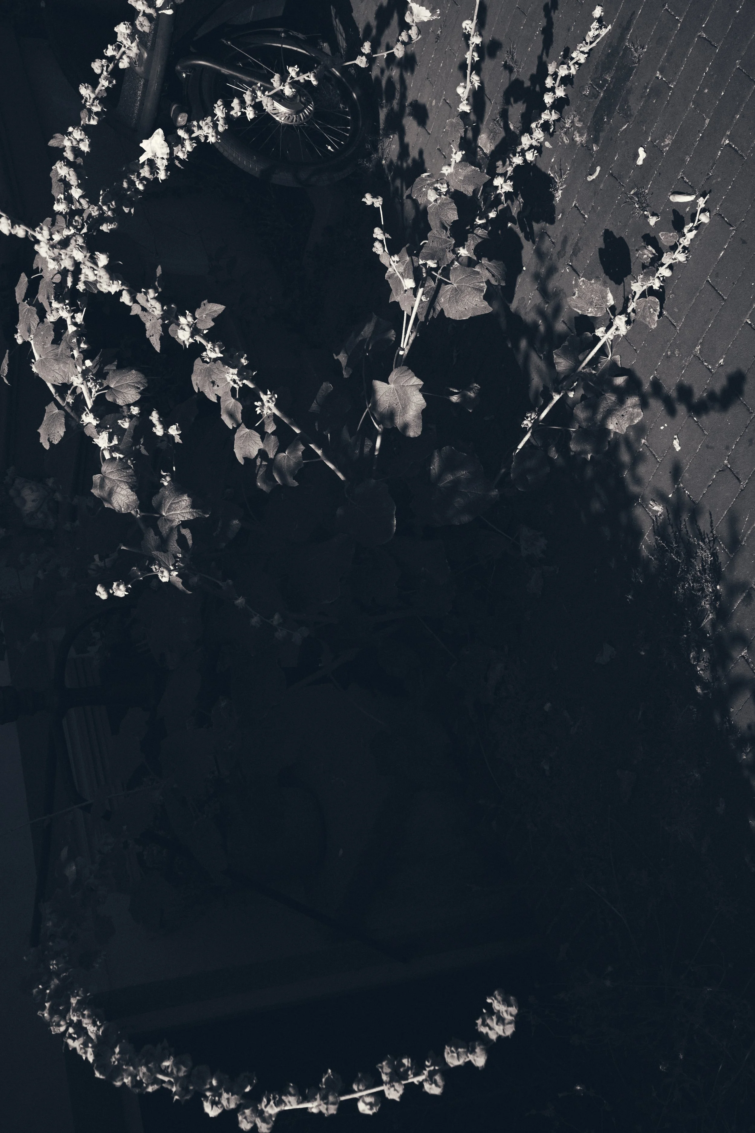 DSCF0379 1.jpg