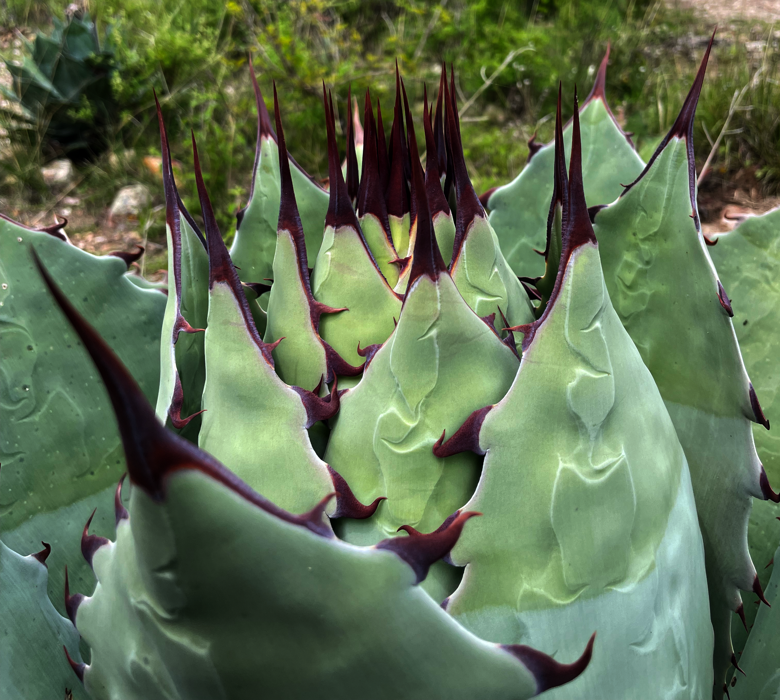 mismezcales-agave-portada.png