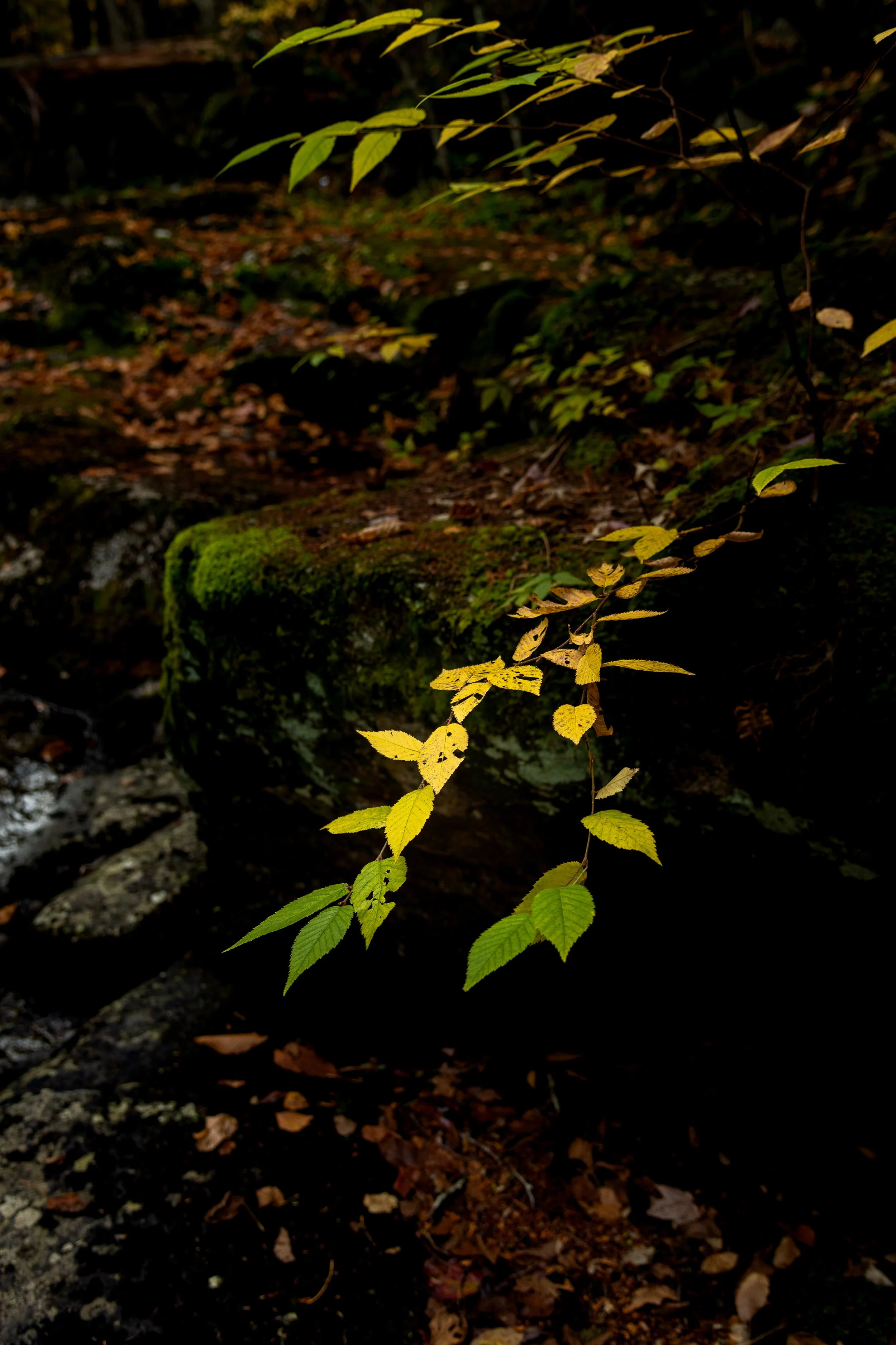 Between Seasons:
Light transforms a simple branch into poetry. Yellow leaves glow against darkness, each one marking the shift from green to gold. This fleeting moment asks us to pause, to witness the beauty in letting go.