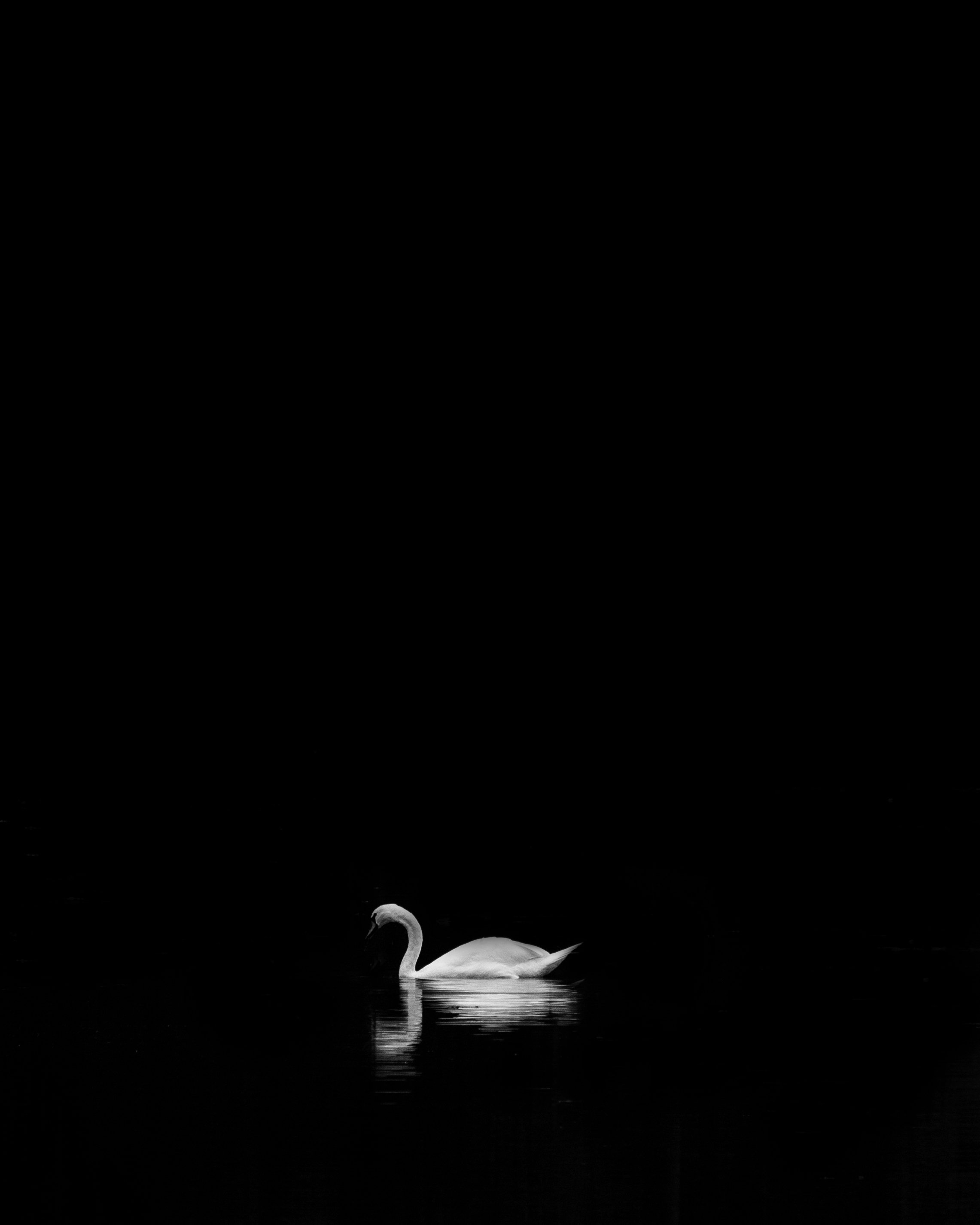 Swan Lake (Reprise)