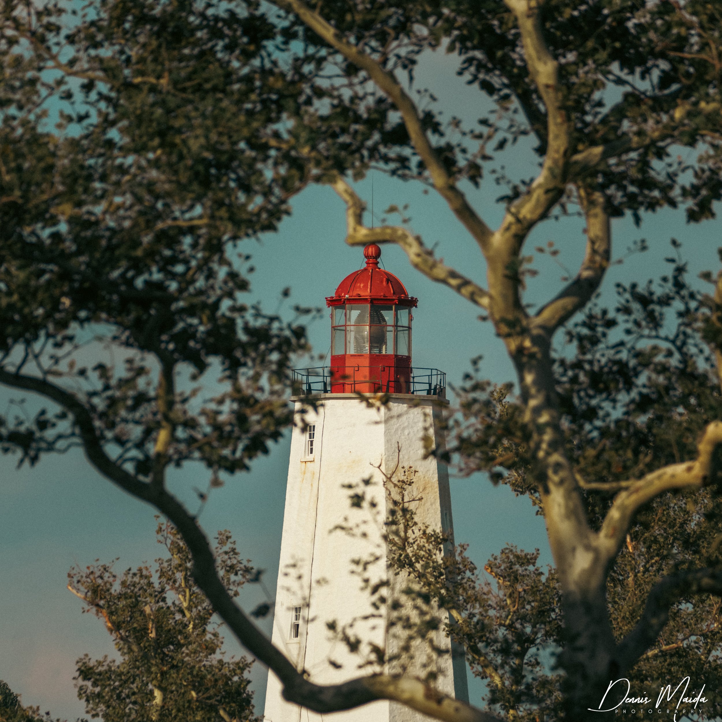 Lighthouse and Tree logo.jpg