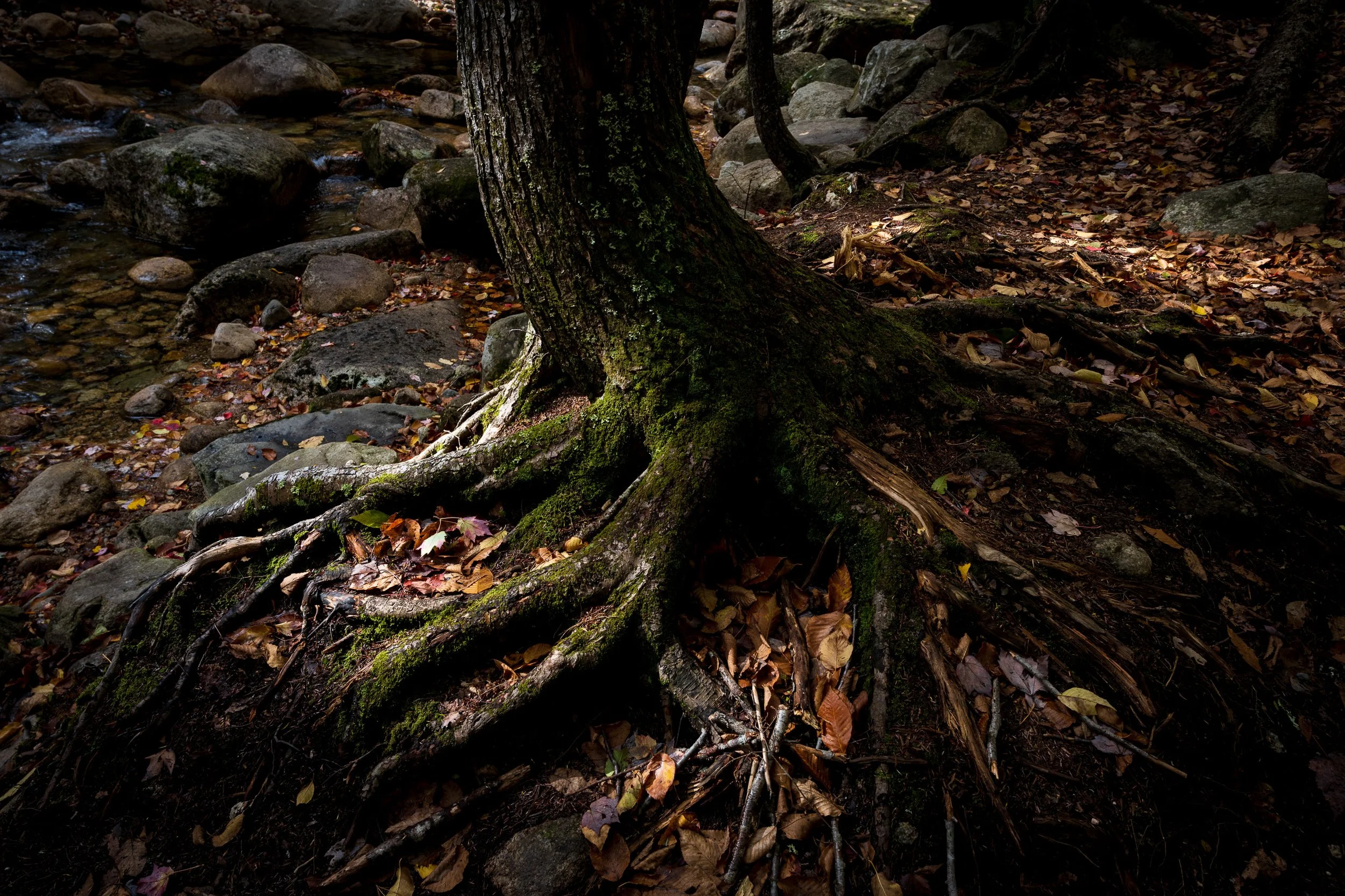 Dancing in the Light: 
Roots grip stone and earth with ancient strength, their moss-covered curves catching light like dancers frozen mid-movement. Darkness frames the scene, but here—where wood meets water—life performs its endless choreography.