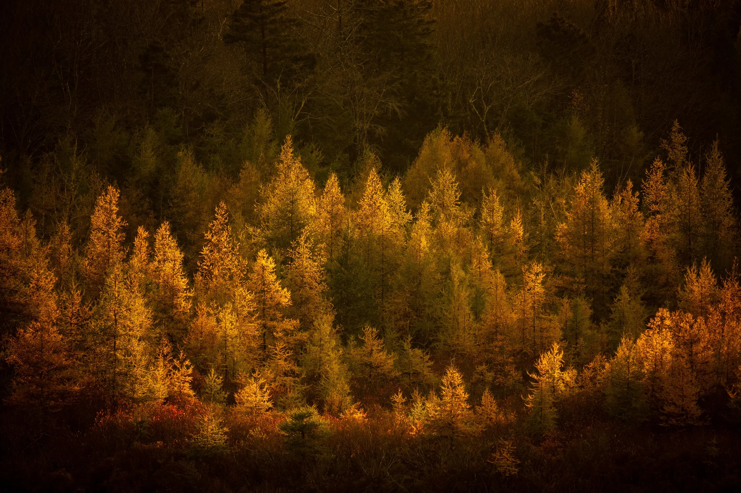 Golden Slumber