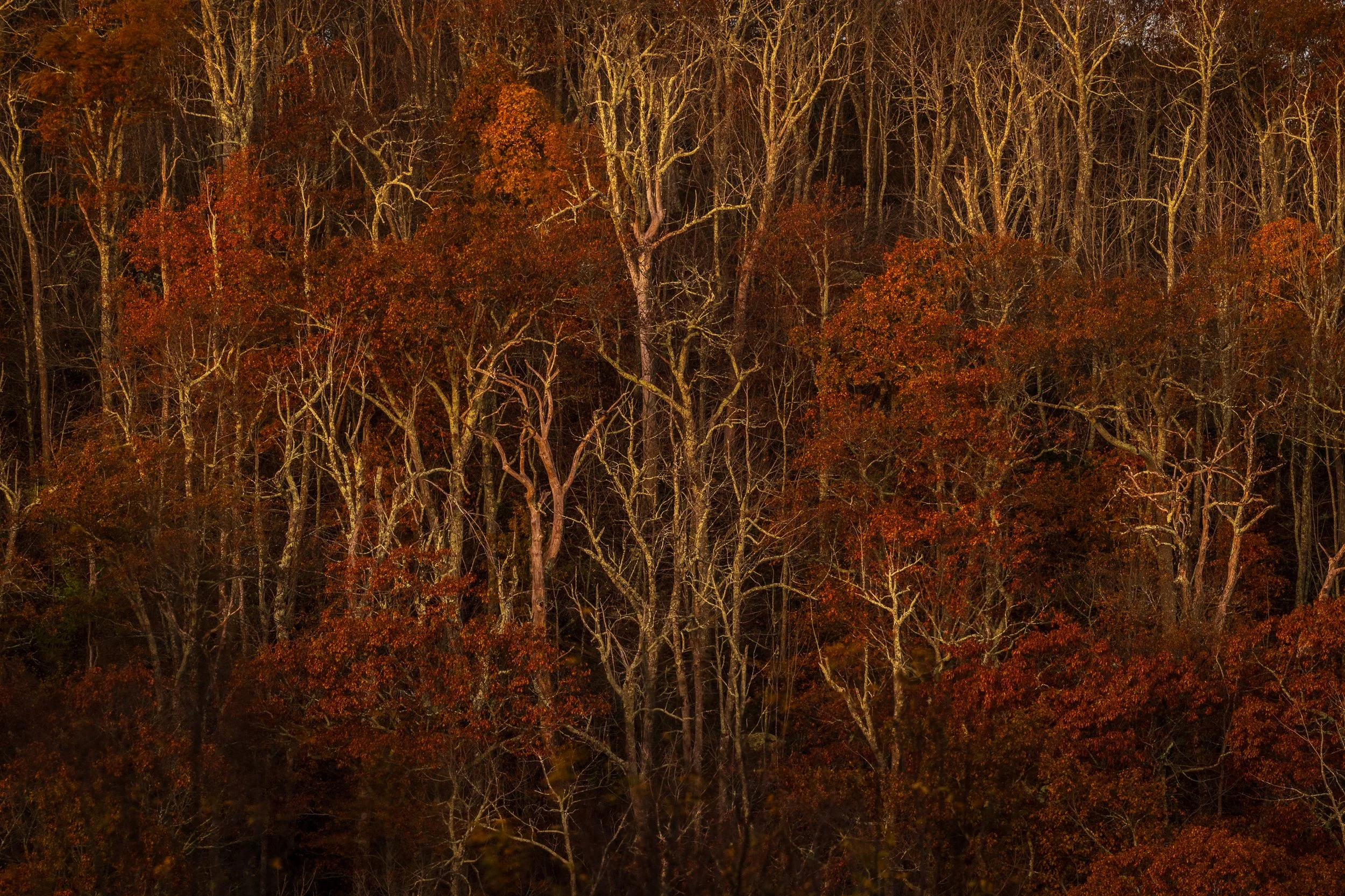 Anatomy of the Forest.jpg
