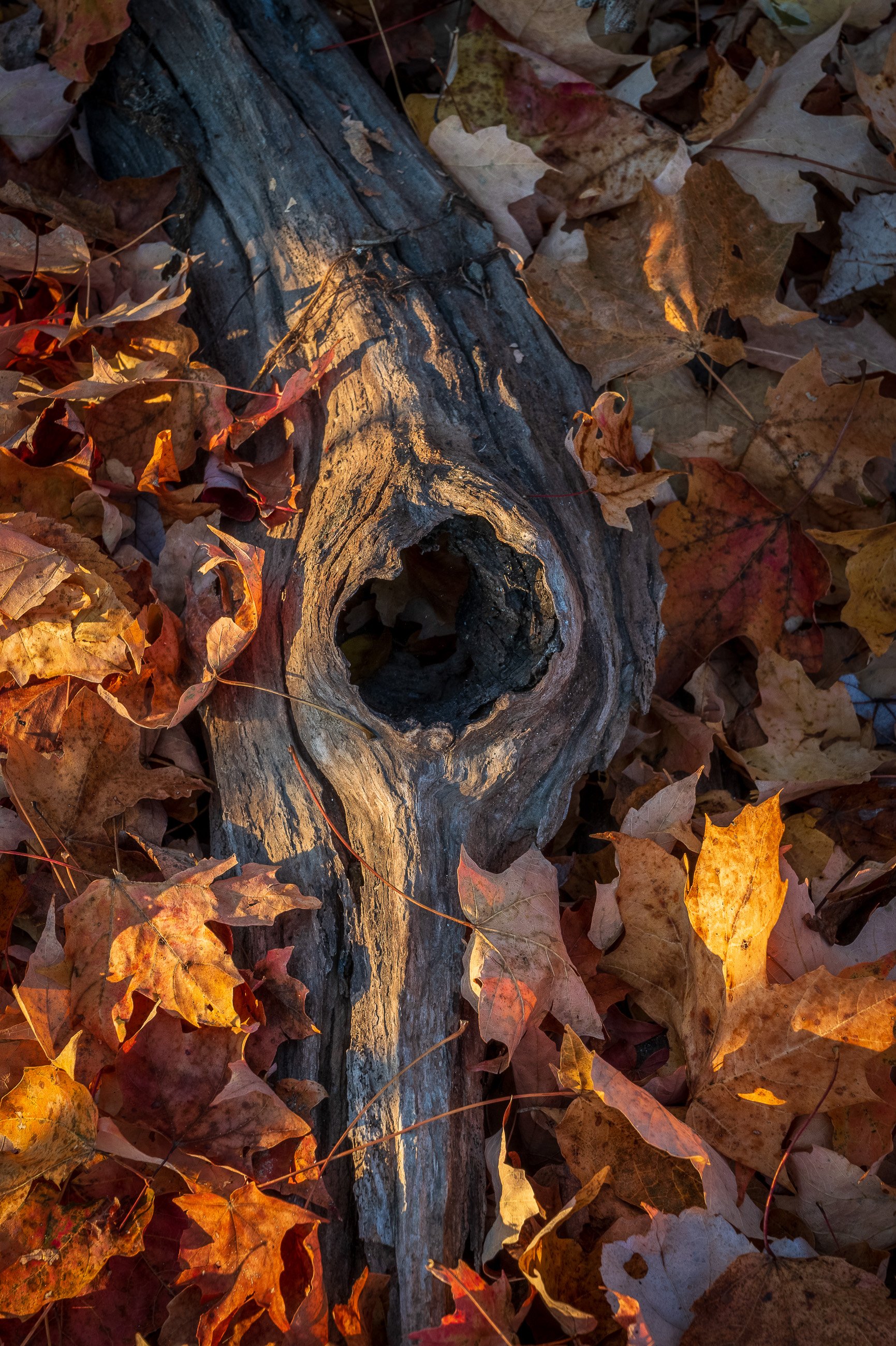Memory of Trees: 
The knothole stares back like an ancient eye, witness to decades of seasons. Golden leaves frame the opening, celebrating what this tree once was while acknowledging what it's become—a home for what comes next.