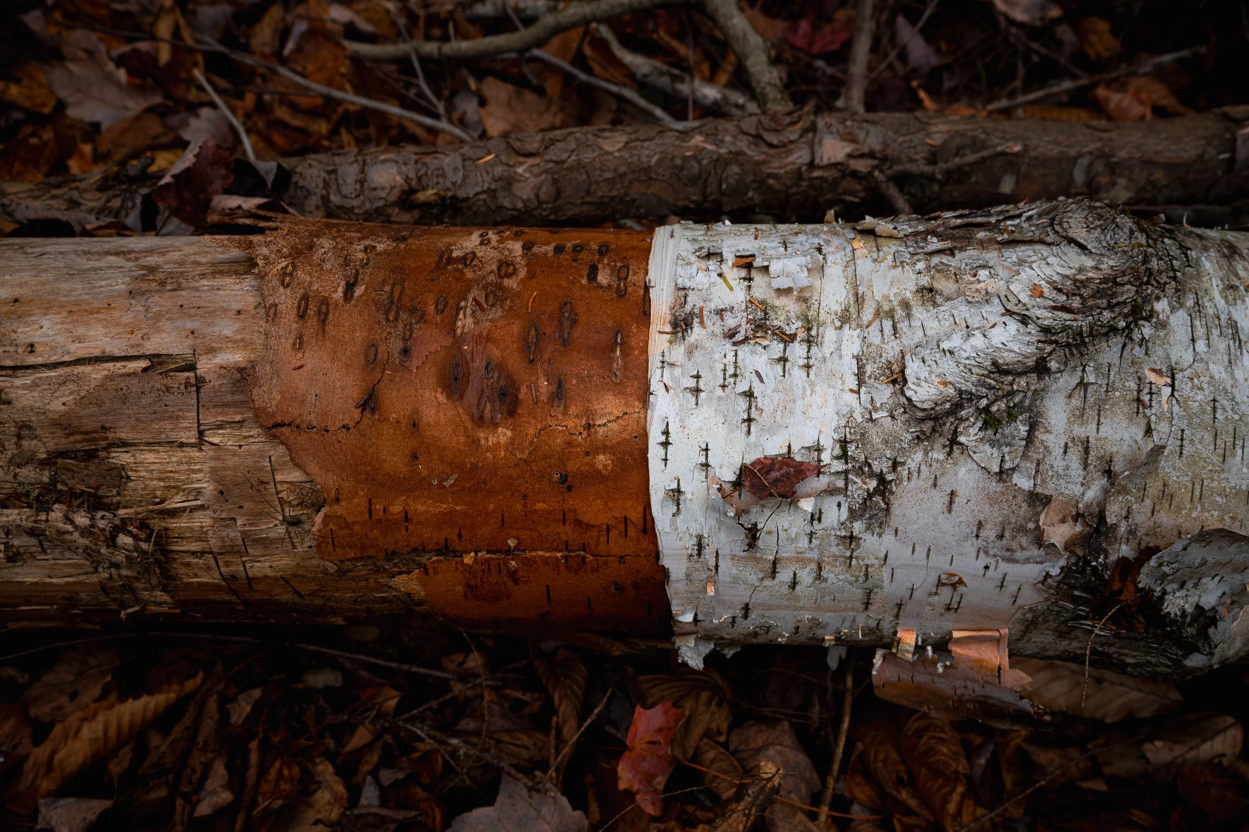 Life Contrasts: 
Birch bark peels in stark bands of rust and white, each layer revealing the dualities woven through existence. Light meets dark, smooth meets textured, new growth borders old decay. On the forest floor, we see life's fundamental tru