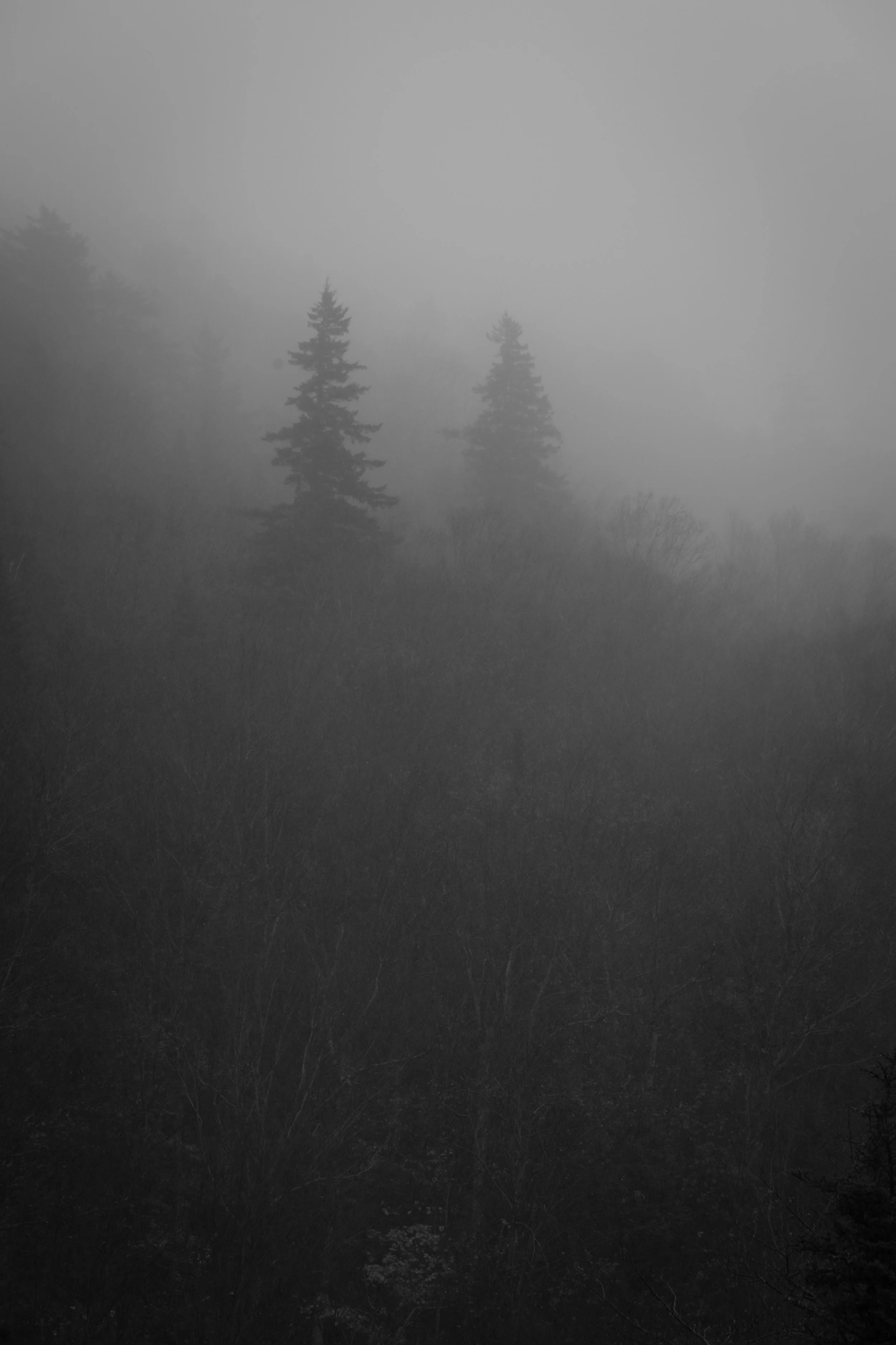 The Shape of Silence.jpg