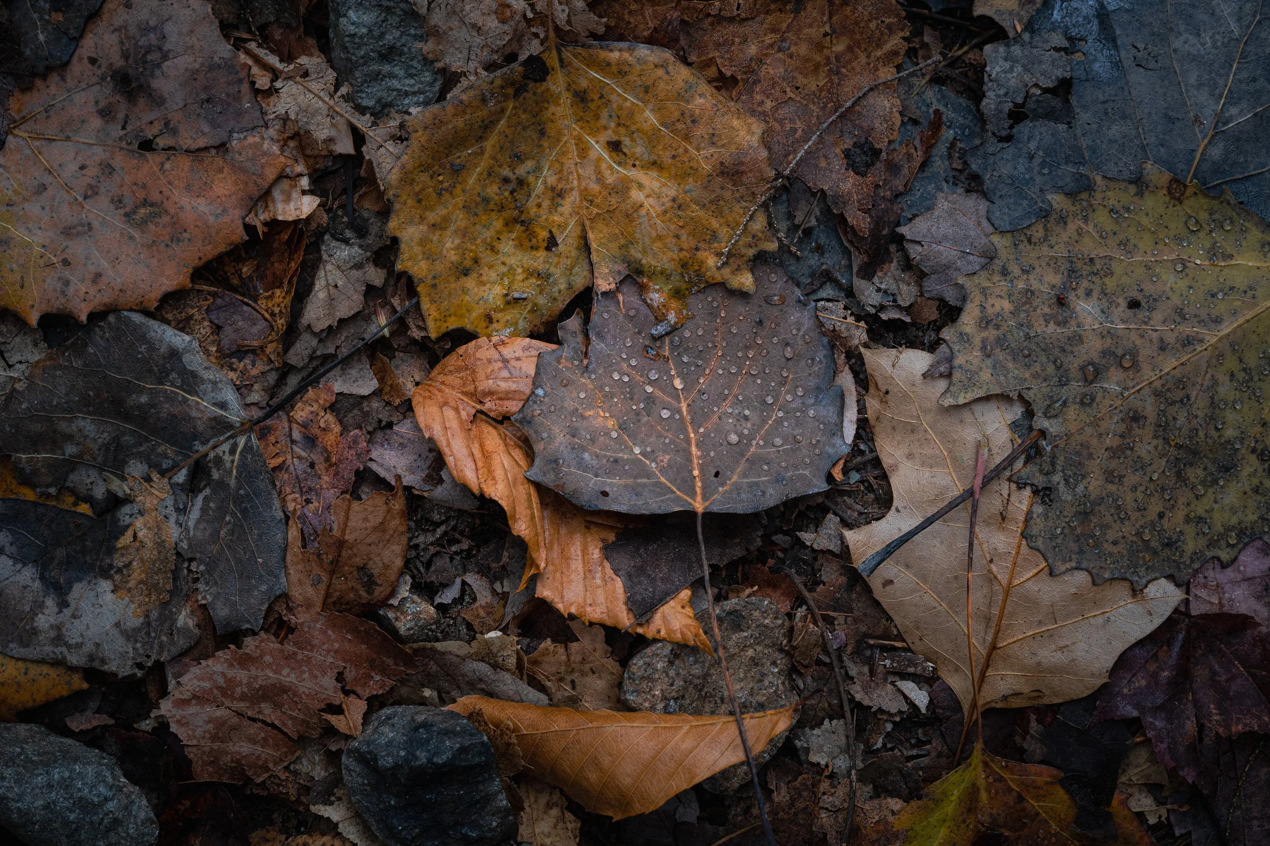 The Arrangement:
Nature's own composition. Leaves gather in quiet congregation, their colors muted but rich—evidence of time's patient hand. What seems random reveals intention when we look closely enough.