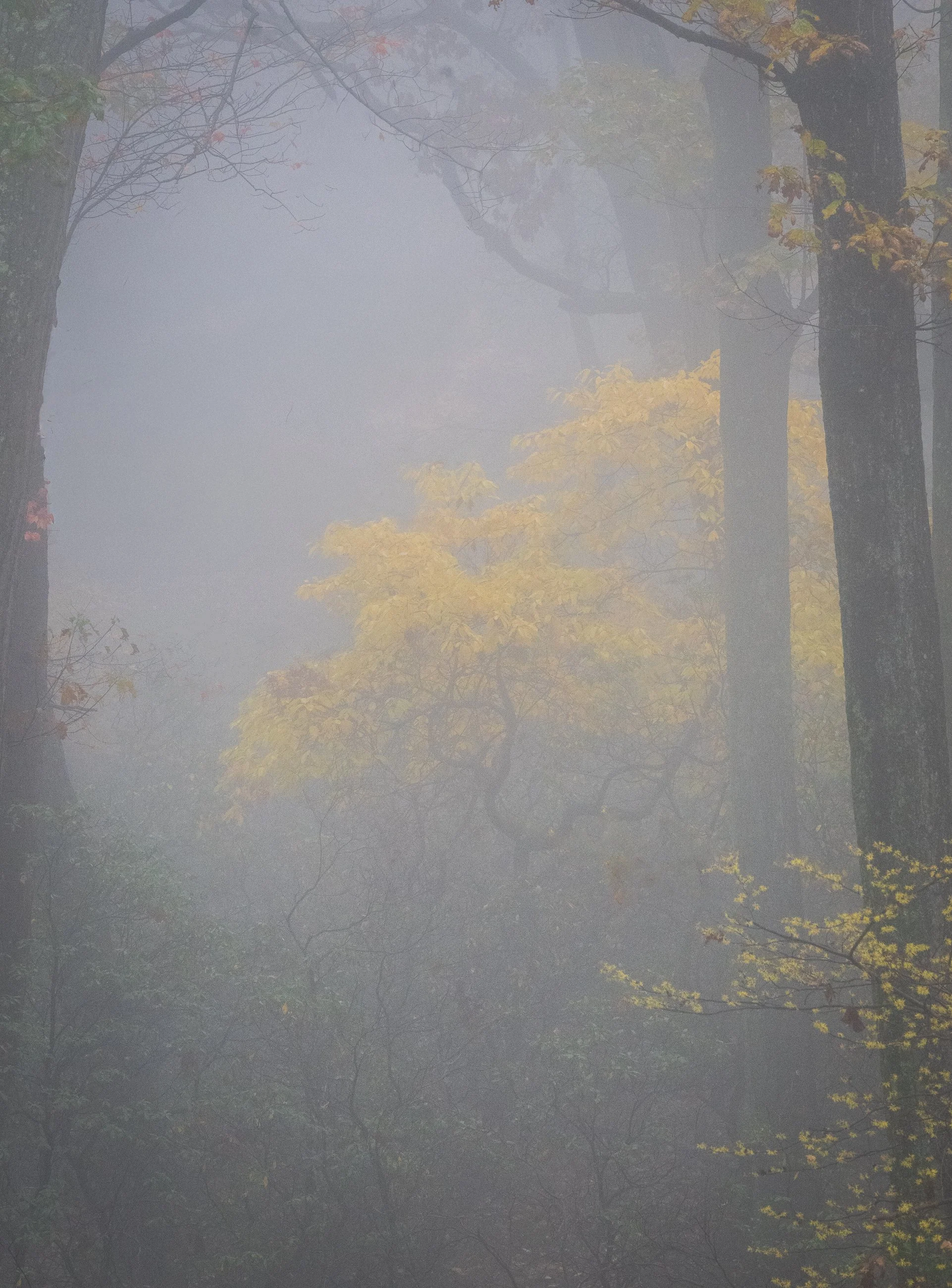 What Cannot Be Dimmed:  
Through dense fog, a cluster of golden leaves glows against the grey—refusing to fade, refusing to disappear into the mist that surrounds them. The forest may be obscured, the path uncertain, but this small brightness persist