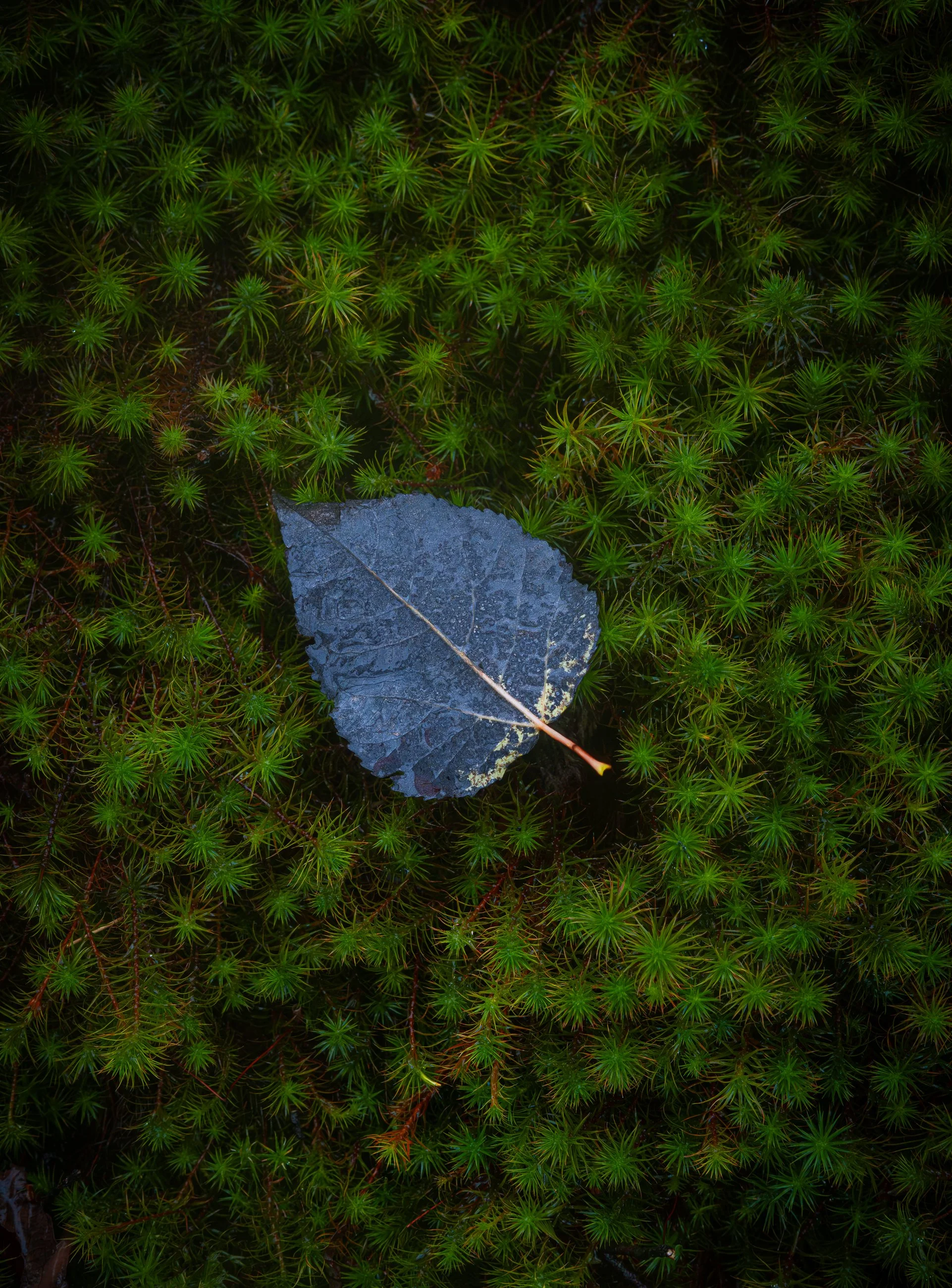 Where We Are Held.jpg