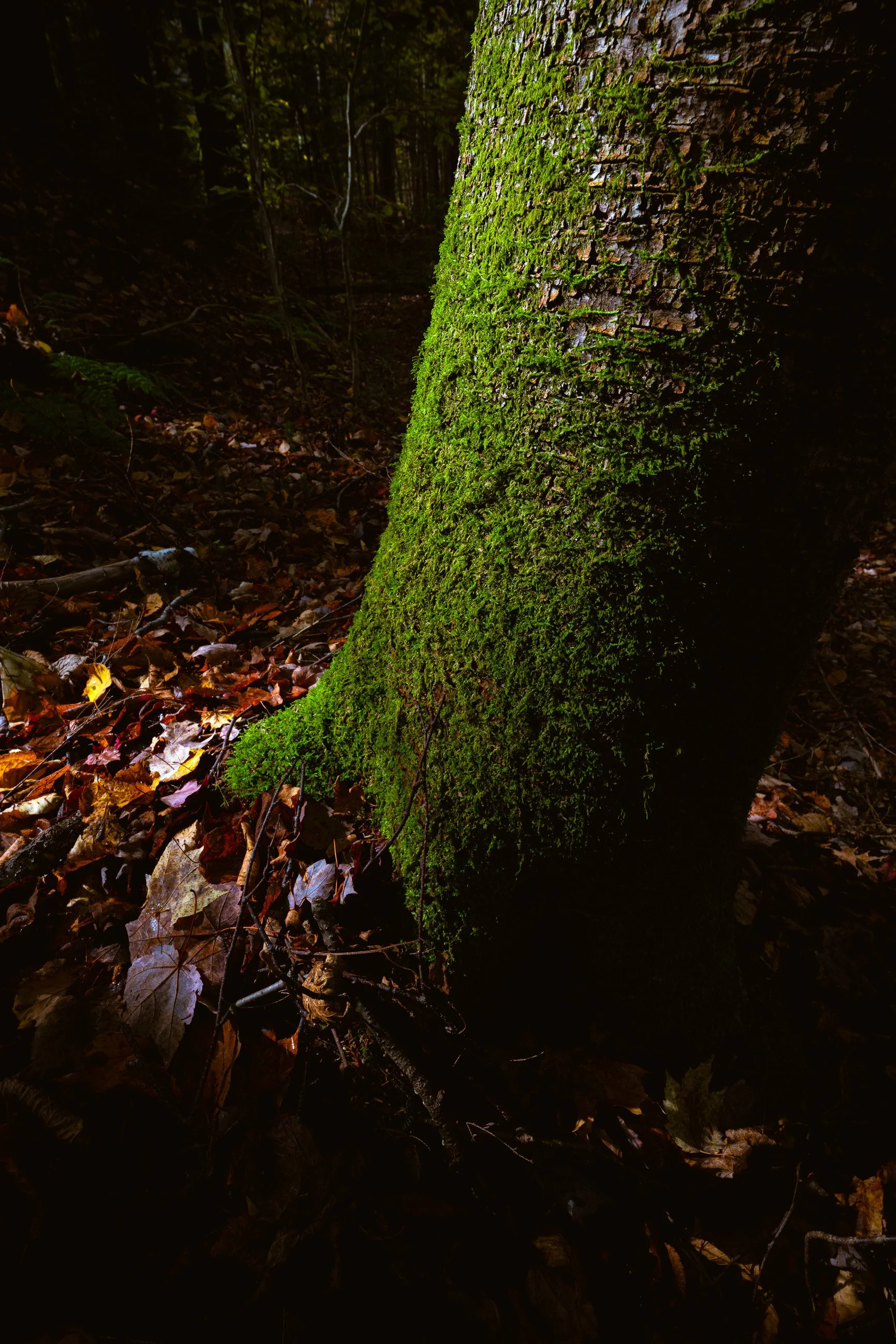 Living on the Edge: 
Moss climbs the curve of an ancient trunk, its vibrant green bleeding into shadow. The boundary between light and dark becomes a place of beauty, where life clings and thrives in the in-between.
