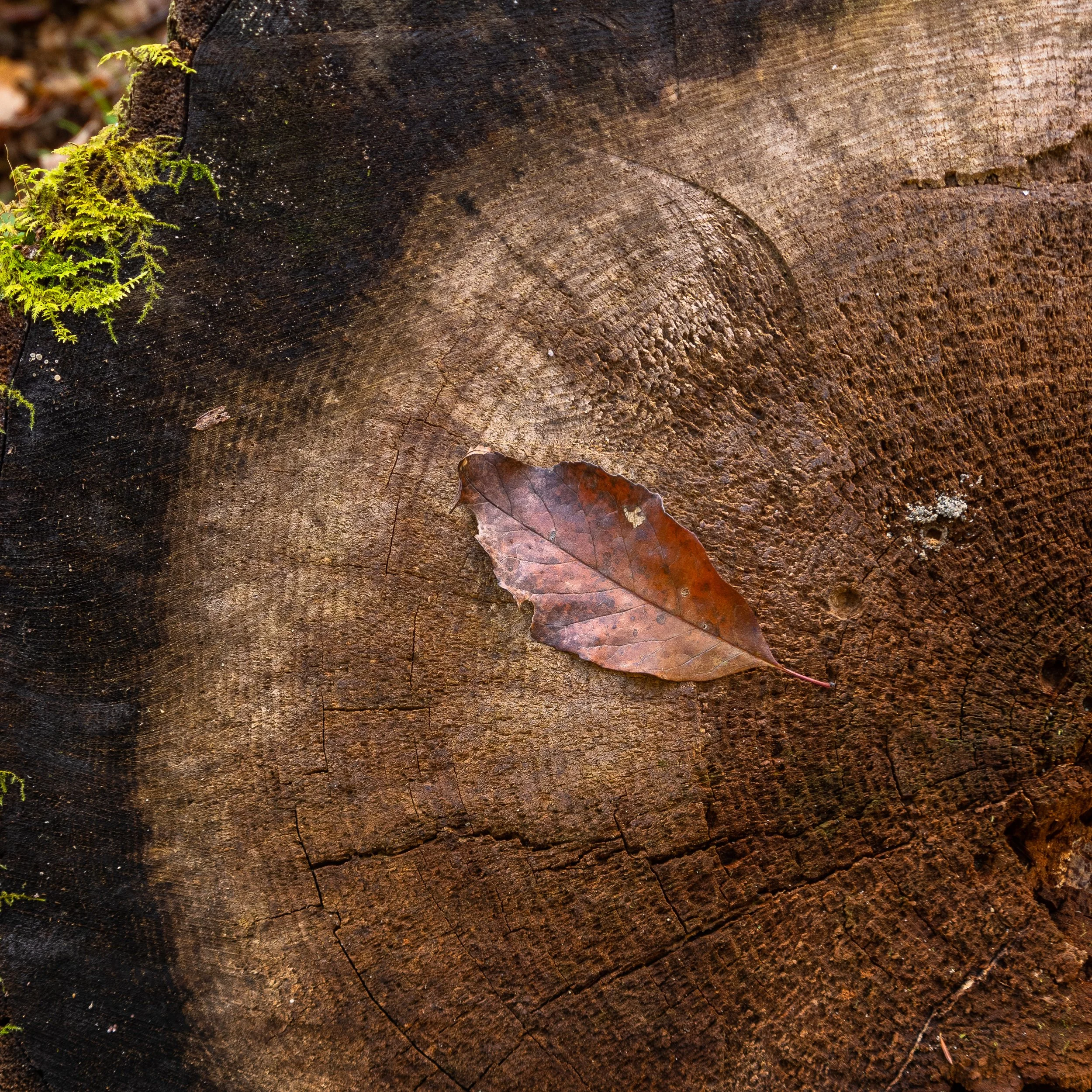 A Solitary Moment in Time.jpg