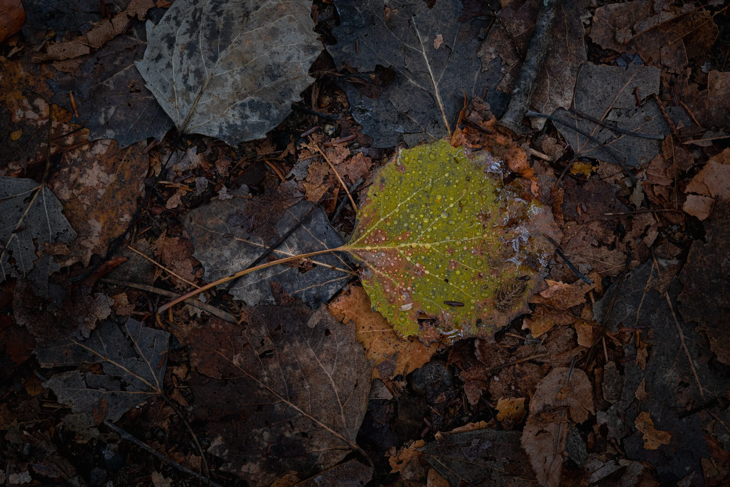 Not Yet: 
A single green leaf holds on among the fallen. Frost-kissed but still vibrant, it refuses the season's call to let go. There's courage in this small resistance.
