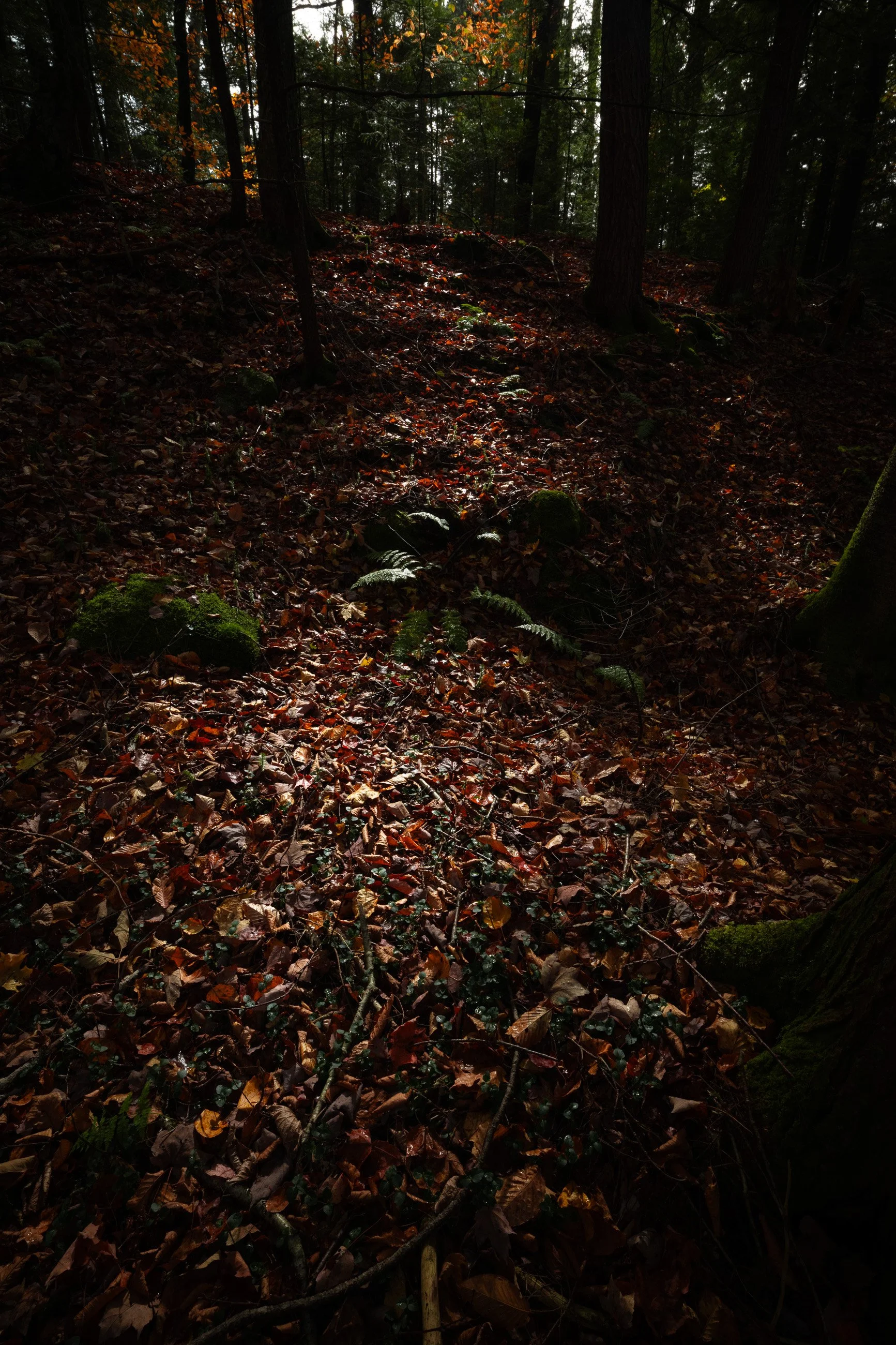 Guided by Him: 
Divine light breaks through canopy, illuminating the path beneath our feet. What lies in shadow holds as much wonder as what's ahead. The forest floor glows with possibility, inviting us to slow down, look closer, trust the light.