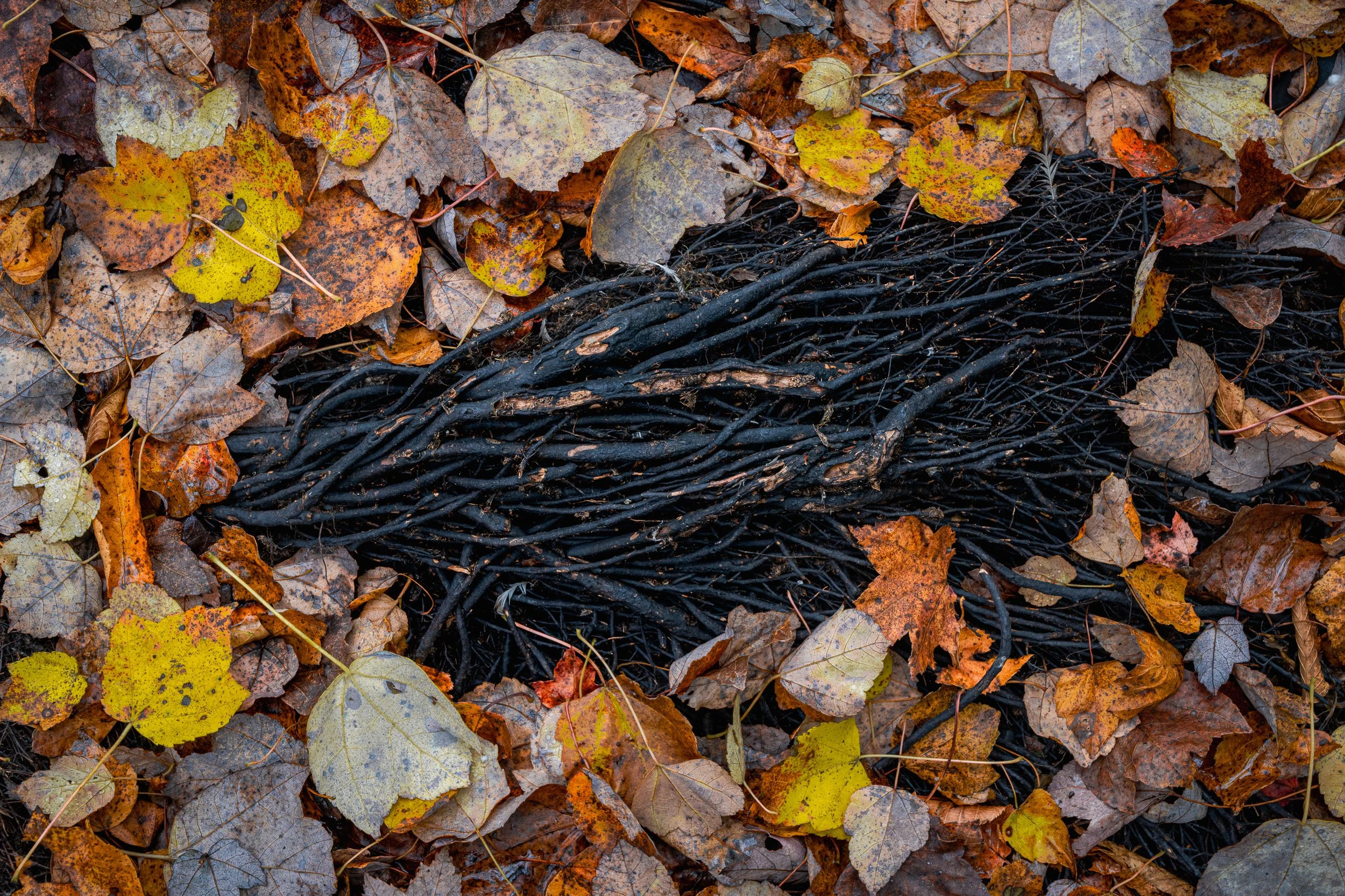Lifeline:
Black roots spread like veins across the forest floor, surrounded by autumn's final offerings. These charred lifelines once fed towering trees. Even in apparent death, they map the network that sustains the forest above.