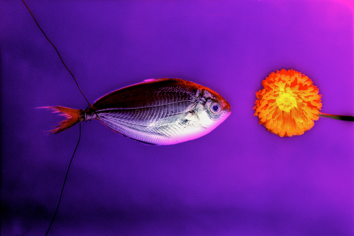 FishSolo.jpg