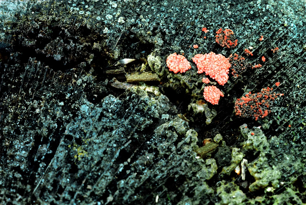 Lichen.jpg