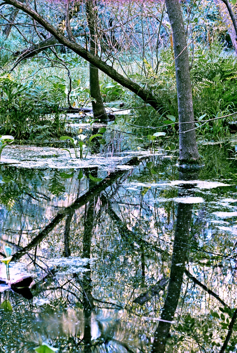 Marais-1.jpg