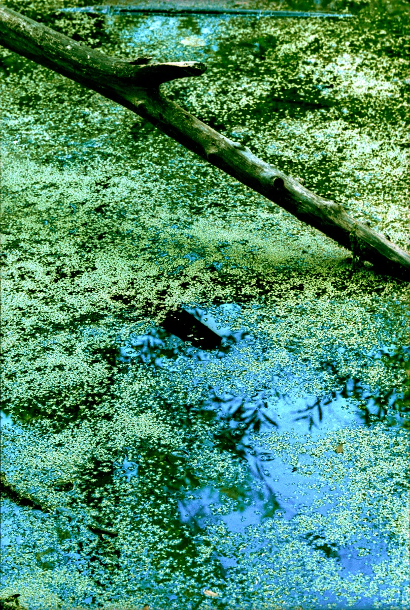 Marais-2.jpg