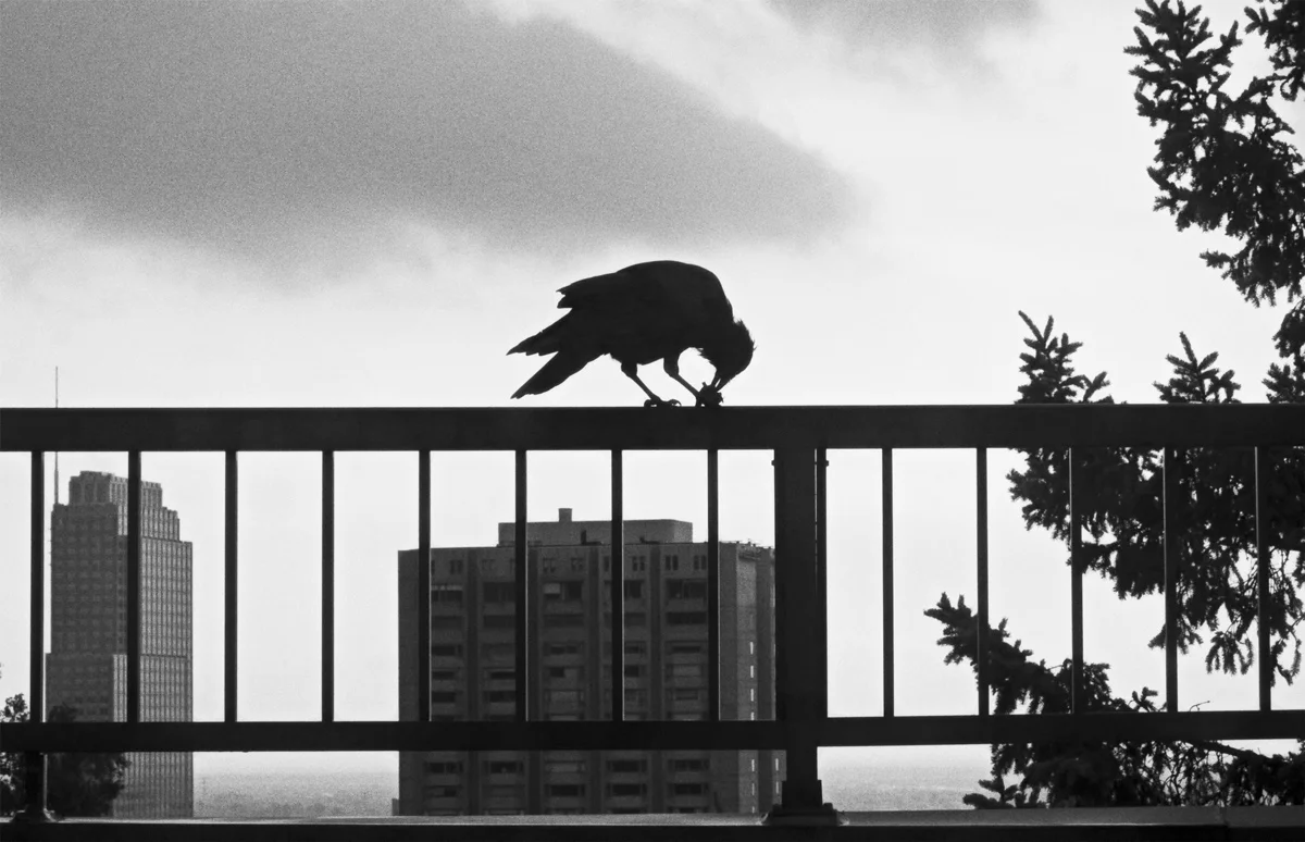 Vue de mon balcon, 2010